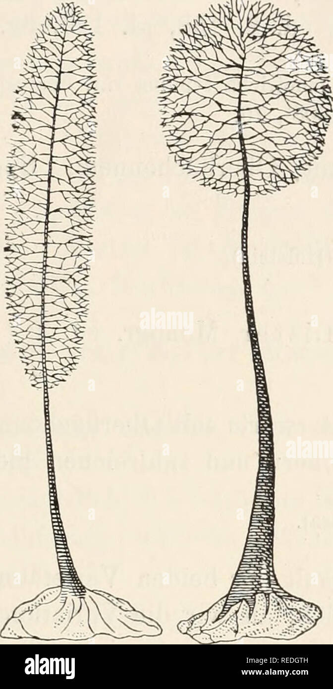 . Dr. L. Rabenhorst's Kryptogamen-Flora von Deutschland, Oesterreich und der Schweiz. Cryptogams -- Germany; Cryptogams -- Austria; Cryptogams -- Switzerland. 251 Comatricha typhiua Rost. Monogr. (1875), 197, %. 46, 47; Celak. Myxom. Böhm., 48; Schröter in Cohn Krypt.-Fl. Schles. III, I, 118; Torreud iu Broteria VII, 76. Comatricha affinis Rost. Monogr. (1875), 202. Comatricha Stemouitis Sheldon iu Miuu. Bot. Stud. (1895), 473; Macbride N. A. Slime-Moulds, 130. Exsikkaten: Fuckel Fungi rhen. 1450.. Fig. 97. Rechts Sporaugium von Comatricha nigra (Pers.) Schröter, links von Comatricha typhoides Stock Photo