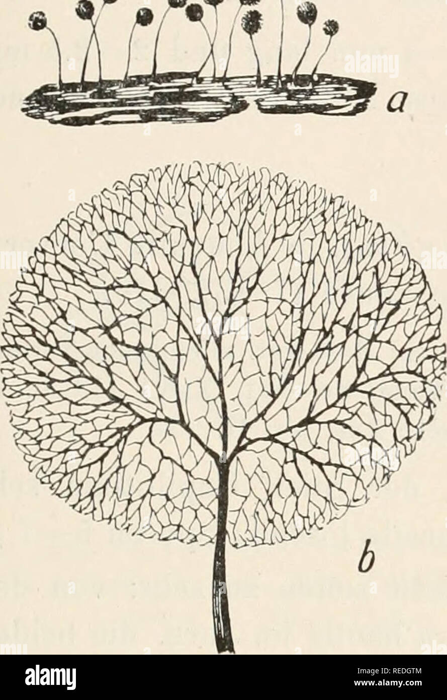 . Dr. L. Rabenhorst's Kryptogamen-Flora von Deutschland, Oesterreich und der Schweiz. Cryptogams -- Germany; Cryptogams -- Austria; Cryptogams -- Switzerland. 245 Comatricha Friesiana var. excelsa Kacib. in Hedwigia XXVIII (1889), 115. Comatricha subca^spitosa Peck iu Eep. New-York Mus. XLIII (1890), 25, pl. lll, fig. 6-9. Comatricha Persoonii Celak. Myxom. Böhm. (1893), 50, t. 2, fig. 4, 5; Macbride N. A. Slime-Moiüds, 132 pr. p. Exsikkaten: Fuckel Fungi rheu. 1446. Rabeuhorst. Fungi Eur. 568. Plasmodium wässerigweiß. Spo- rangien (samt Stiel) 1 — 6 mm hoch, zerstreut oder herdenweiße, + 0,6  Stock Photo