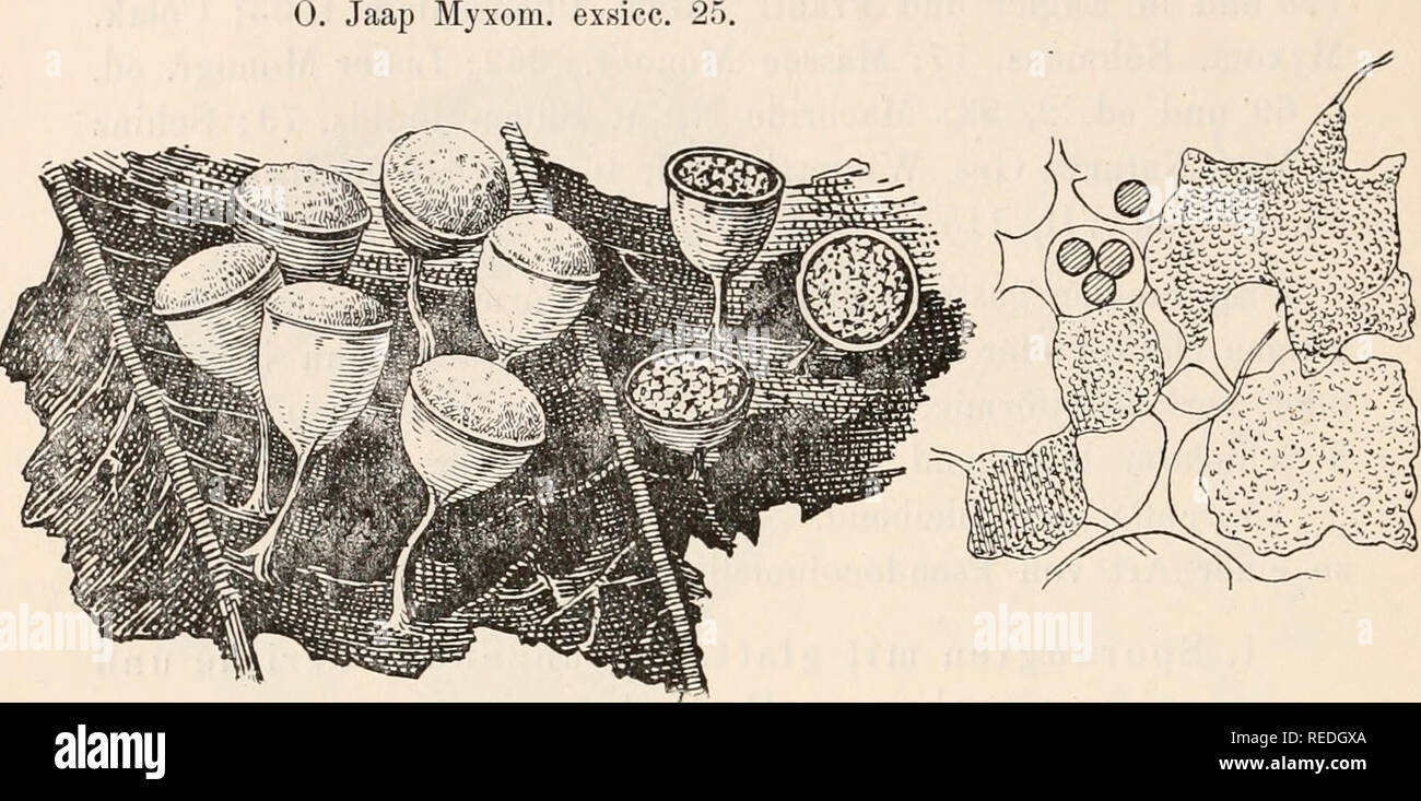 . Dr. L. Rabenhorst's Kryptogamen-Flora von Deutschland, Oesterreich und der Schweiz. Cryptogams -- Germany; Cryptogams -- Austria; Cryptogams -- Switzerland. 166 Craterium miuutum Fr, var. pyriforme Celak. und campanulatum Celak. Myxom. Böhmens (1893), 78. Exsikkaten: Fuckel Fungi rhen. 1458 (?), 1454. Sydow Myc. March. 489. 0. Jaap Myxon. Fig. 65. Craterium minutum (Leers) Fr. a) Sporangien, z. Teil geöffnet (*&quot;/,); b) Capillitium mit großen Kalkknoten; rechts unten ein Stück der Peridie (**&quot;/i). — Nach Lister. Plasmodium lebhaft gelb. Sporangien herdenweise, samt Stiel (0,3 — 0,5  Stock Photo