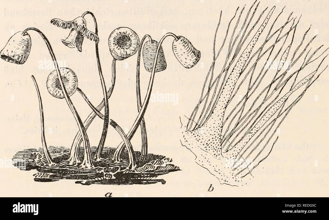 . Dr. L. Rabenhorst's Kryptogamen-Flora von Deutschland, Oesterreich und der Schweiz. Cryptogams -- Germany; Cryptogams -- Austria; Cryptogams -- Switzerland. 162 Tilmadoche hians Eost. Monogr. App. (1876), 14. Physarella mirabilis Peck in Bull. Torrey Bot. Club IX (1882), 61, pl. 24, fig. 1—6; Lister Monogr. ed. 1, 68, pl. XXV, B, fig. a—c. Tilmadoche rainuta Bari, in Sacc. Syll. VII (1888), 361.. Fig. 63. Physarella ohlouga (Berkeley et Curtis) Morgan. i) Sporaugieugruppe ('7i); t) Ca])illitiuni mit Kalkknoten und 2 kalkführeuden, dornartigeu Fortsätzen (260/,). — Nach Lister. Plasmodium gel Stock Photo