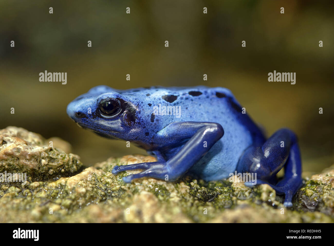 Blue poison dart frog - Dendrobates tinctorius 'azureus' Stock Photo