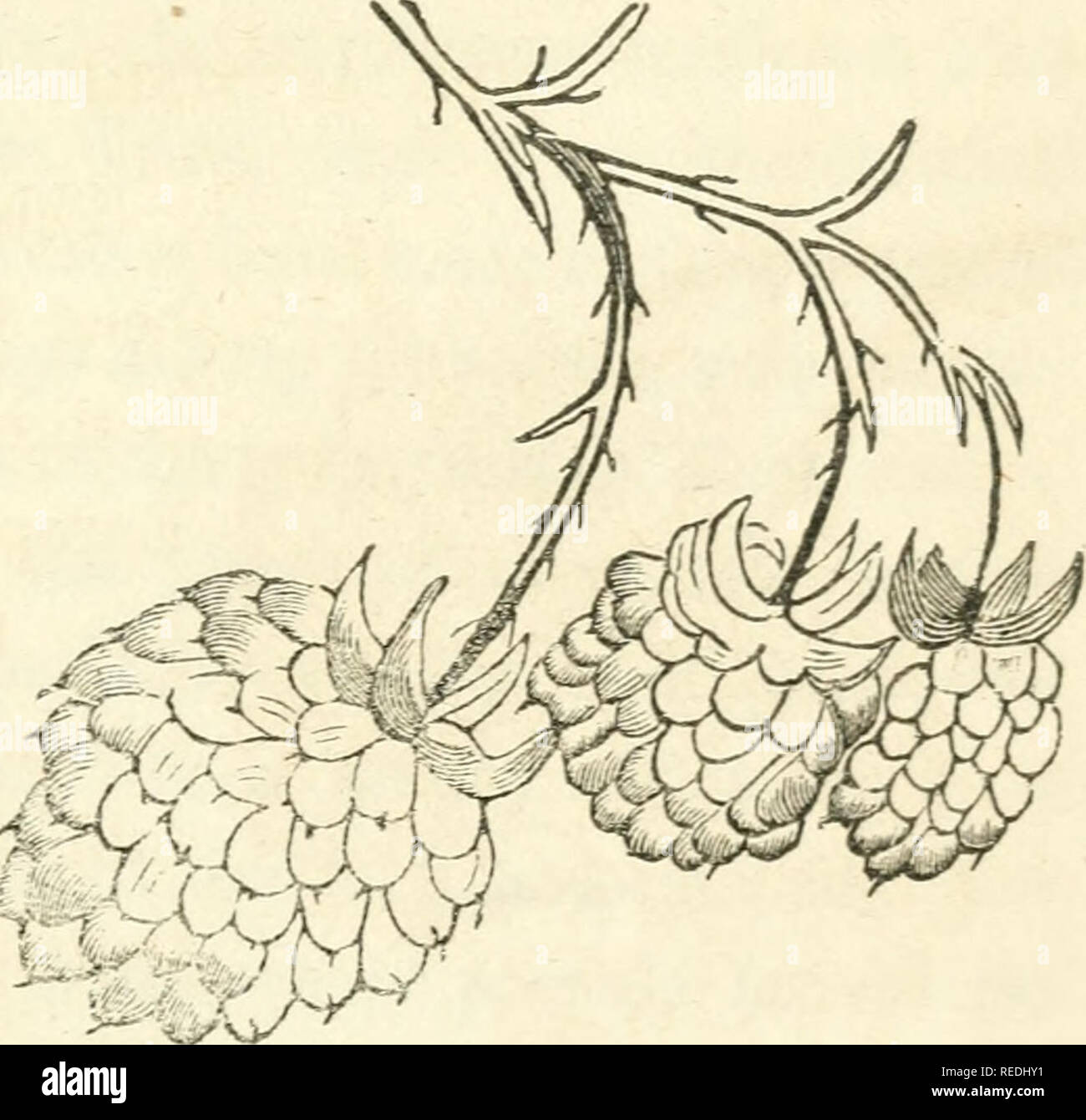 . A complete manual for the cultivation of the strawberry : with a description of the best varieties. Also, notices of the raspberry, blackberry, cranberry, currant, gooseberry, and grape ; with directions for their cultivation, and the selection of the best varieties.. Berries. VARIETIES. 71 YELLOW ANTWERP. Much resembles the Red Antwerp except in color, and is a very handsome and excellent fiiiit. Whether Dr. Brinckle's new seedlings, Colonel Wilder, and Orange, will supersede it or not, as Mr. Elliott sug- gests, we are unable to say. KNEVETT'S GIANT. We have some- times thought this variet Stock Photo