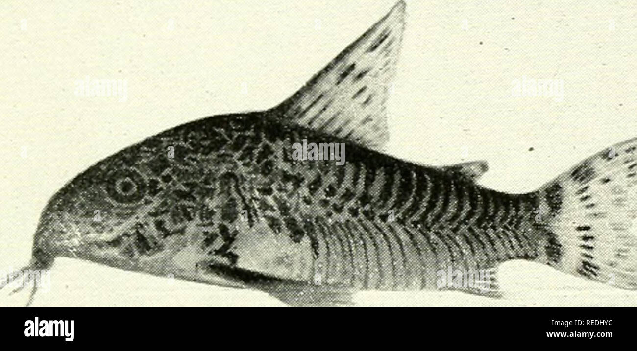 . The complete aquarium book; the care and breeding of goldfish and tropical fishes. Aquariums; Goldfish. Fig. 292. Pimelodella gracilis (Slightly reduced) One of the many small tropical catfishes from northern South America. There are three pairs of barbels, or &quot;whiskers,&quot; two pairs of which are extremely long. The fish is an active one, and, as it swims about the aquarium, the black line against silvery sides produces a striking and pleasing effect. Like other catfishes, it is easily fed. Breeding habits unknown.. L Fig. 293. Corydoras undulatus or Armored Catfish (Life size) Somet Stock Photo