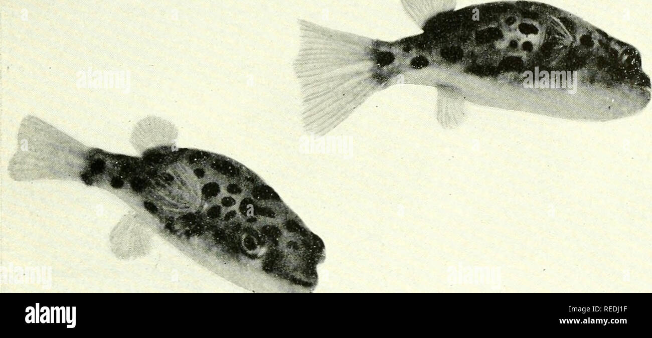 . The complete aquarium book; the care and breeding of goldfish and tropical fishes. Aquariums; Goldfish. Fig. 288. Badis badis (Half size) Although without striking coloration, Badis badis has long been a popular aquarium fish. Color purplish to bluish black with belly lighter. A carnivorous fish from India. Breeding habits, page 241 (No. 14).. Fig. 2Sq. Tetraodon fluviatilis (Life Size) A strange little fish from India. It reminds one somewhat of the &quot;Box Fish&quot; which we see in the large city aquaria. They are very broad and although the body seems rigid, the fins and tails work wit Stock Photo