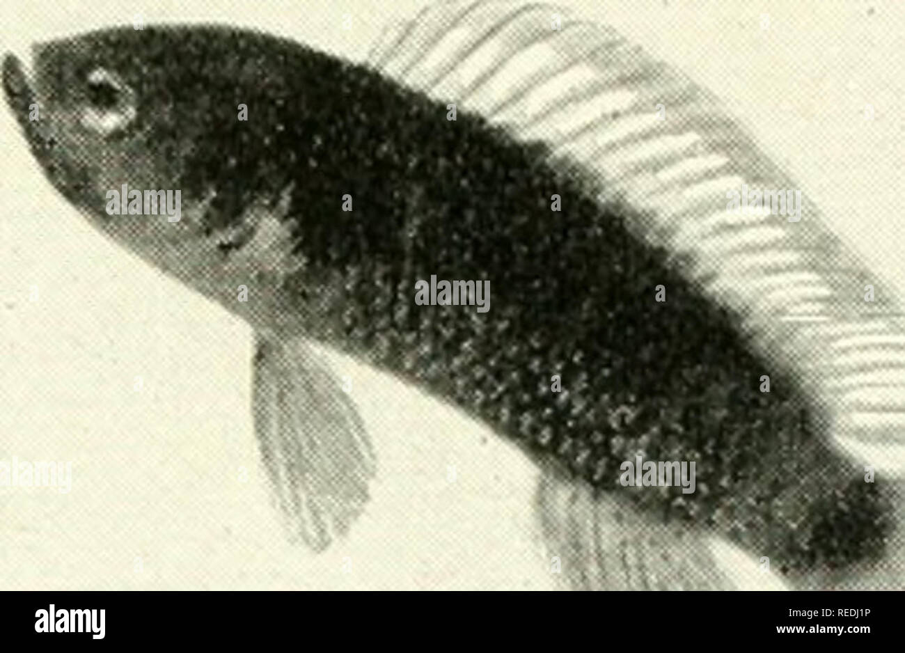 . The complete aquarium book; the care and breeding of goldfish and tropical fishes. Aquariums; Goldfish. Fig. 288. Badis badis (Half size) Although without striking coloration, Badis badis has long been a popular aquarium fish. Color purplish to bluish black with belly lighter. A carnivorous fish from India. Breeding habits, page 241 (No. 14).. Please note that these images are extracted from scanned page images that may have been digitally enhanced for readability - coloration and appearance of these illustrations may not perfectly resemble the original work.. Innes, William T. (William Thor Stock Photo