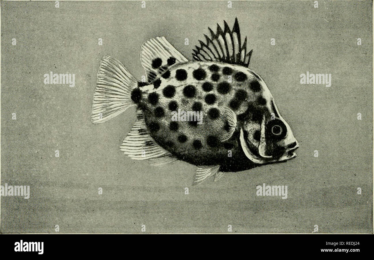 . The complete aquarium book; the care and breeding of goldfish and tropical fishes. Aquariums; Goldfish. Fig. 286. Polycentrus schomburgki (Life size) Although this interesting fish has been bred rather freely at times, it has so far remained in the select class and is only occasionally obtainable. Prefers live diet, but will eat the patent food, &quot;Kennel Rations.&quot; Breeding habits, page 243 (No. 19).. Fig. 287. Scatophagus argus (Aquarium size) In a lithe fish with long fins we expect speed, and in a &quot;dumpy&quot; specimen with short fins we look for slowness of movement. It ofte Stock Photo