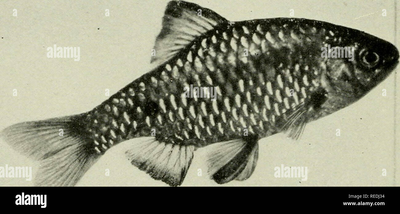. The complete aquarium book; the care and breeding of goldfish and tropical fishes. Aquariums; Goldfish. Fig. 282. bar bus semifascwlatus {Full size) The small Barbs are excellent aquarium fishes. They are usually of a warm silver color, marked with black bars or dots. Very gentle in disposition and thoroughly hardy in moderate temperatures. See page 2-40 (No. S).. Fig. 283. Barbus conchonius One of the most satisfactory of the Barbs. They are of a metallic, glistening ap- pearance, very brilliant in the aquarium and in the breeding season the males are gorge- ously suffused with a warm shade Stock Photo