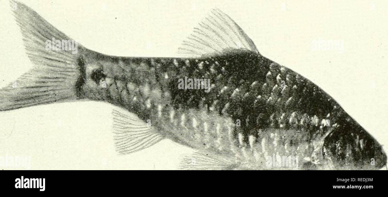 . The complete aquarium book; the care and breeding of goldfish and tropical fishes. Aquariums; Goldfish. ' m i u Fig. 280. Fundulus nottii (Female) Life size]. Fig 281. Barbus everetti (Slightly Reduced) Owing to the large bluish spots on this fish, it might be described as one of the clowns of the aquarium, although its movements are rather sedate. As aquarium &quot;barbs&quot; go, this is quite large in size. Illustration shows the &quot;whiskers&quot; nearly always present in this extensive group of fishes. Lateristriga is none too hardy but is otherwise very desirable. From Sumatra, Java Stock Photo