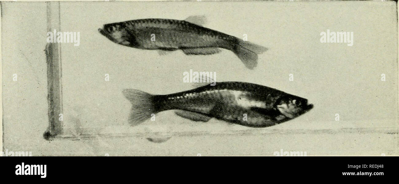 . The complete aquarium book; the care and breeding of goldfish and tropical fishes. Aquariums; Goldfish. Fig. 277. Brachydanio rerio (Known as Danio rerio J [Life size] A moderate-sized aquarium, containing a number of Brachydanio rerios in a good light, makes a beautiful picture. Their steel-blue stripes, alternating with white and carried through the fins, give a brilliant effect as the fish play through the water, never still a moment. The males have a slight yellowish cast in the lighter portion of the fins during the breeding season. Easily bred. See page 240 (No. 8).. Fig. 278. Brachyda Stock Photo