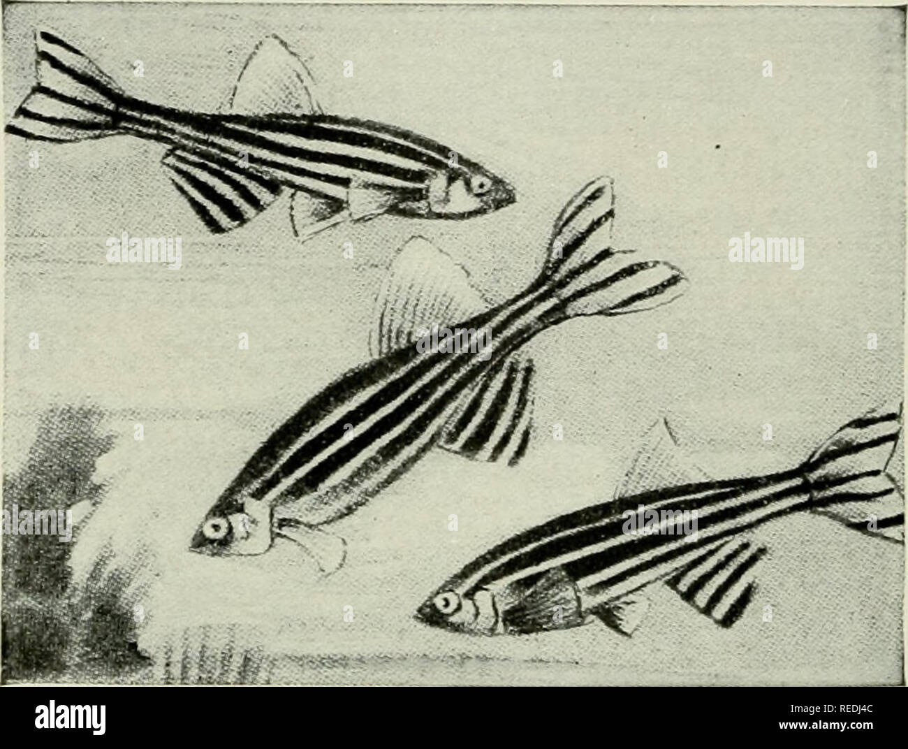 . The complete aquarium book; the care and breeding of goldfish and tropical fishes. Aquariums; Goldfish. 1-* Fig. 276. Brachydanio nigrojasciatus Slightly smaller than rerio and not quite so brilliant. Below the two lateral stripes is a line of dark dots. Although the life habits are the same as rerio, it is more difficult to propagate. They are found in Burma.. Fig. 277. Brachydanio rerio (Known as Danio rerio J [Life size] A moderate-sized aquarium, containing a number of Brachydanio rerios in a good light, makes a beautiful picture. Their steel-blue stripes, alternating with white and carr Stock Photo