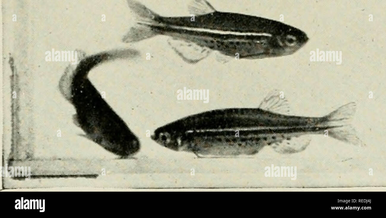 . The complete aquarium book; the care and breeding of goldfish and tropical fishes. Aquariums; Goldfish. 1-* Fig. 276. Brachydanio nigrojasciatus Slightly smaller than rerio and not quite so brilliant. Below the two lateral stripes is a line of dark dots. Although the life habits are the same as rerio, it is more difficult to propagate. They are found in Burma.. Please note that these images are extracted from scanned page images that may have been digitally enhanced for readability - coloration and appearance of these illustrations may not perfectly resemble the original work.. Innes, Willia Stock Photo