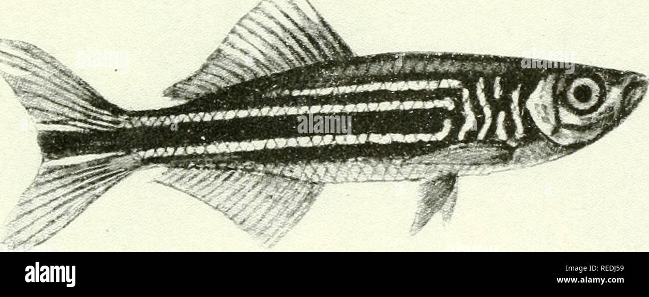 . The complete aquarium book; the care and breeding of goldfish and tropical fishes. Aquariums; Goldfish.  %-J t. « Fig. 274. Rasbora heteromorpha (Slightly enlarged) Of a light reddish color, with a vivid triangle of blue-black on the side, this fish is most striking in appearance, particularly in a small aquarium. It lives for years if kept at a warm temperature, but it is difficult to breed, few in the United States having yet succeeded in propagating them. Here is an opportunity for a clever aquarist to accom- plish something well worth while. See pace 240 (No. 8).. Please note that these Stock Photo
