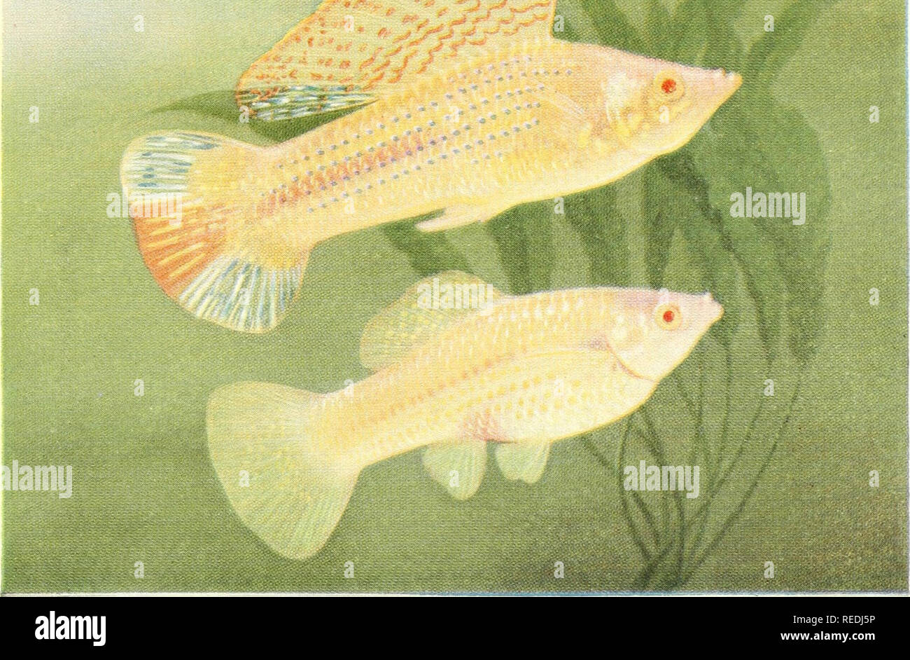 . The complete aquarium book; the care and breeding of goldfish and tropical fishes. Aquariums; Goldfish. Fig. 235a. Mollienisia latipinna Golden Blond Variety One of the comparatively new introductions into the aquarium, the Golden Blond Mollienisia soon established itself favorably among aquarists who are not constitutionally opposed to albinos of all sorts, for it must be said that this fish is a genuine pink-eyed variety. The breed was produced by selective breeding from a single albino specimen which was caught in the wild. The strain is now definitely established, and breeds true to colo Stock Photo