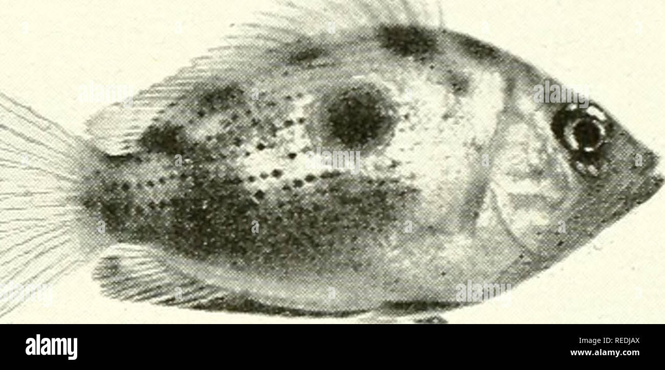 . The complete aquarium book; the care and breeding of goldfish and tropical fishes. Aquariums; Goldfish. Fig. 257. Etroplus maculatus (Two-thirds size) When we see the word maculatus in a scientific name, it has reference to spots. Through the rapid color changes of this species the large characteristic centre spot usually remains. Two others, one forward and one backward, sometimes appear. The fins are delicately dotted and edged with red and brown shades. This fish must be well cared for, especially as to continuous warmth, but it is worth the effort. From India. Breeding habits, page 238 ( Stock Photo
