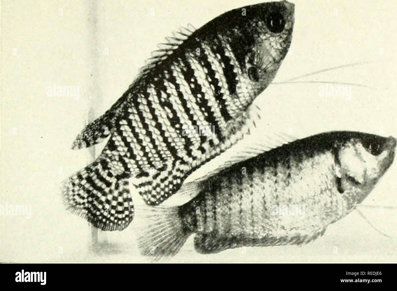 . The complete aquarium book; the care and breeding of goldfish and tropical fishes. Aquariums; Goldfish. Fig. 248. Colisa lalia, or Dwarf Gourami (Male [Top] and Female) One of the most pleasing of aquarium fishes. The males are exceedingly brilliant when in a warm temperature. The light bars are of a brilliant metallic blue, while the dark bars and fin markings are an intense deep orange. Same breeding habits as Fig. 242.. Please note that these images are extracted from scanned page images that may have been digitally enhanced for readability - coloration and appearance of these illustratio Stock Photo