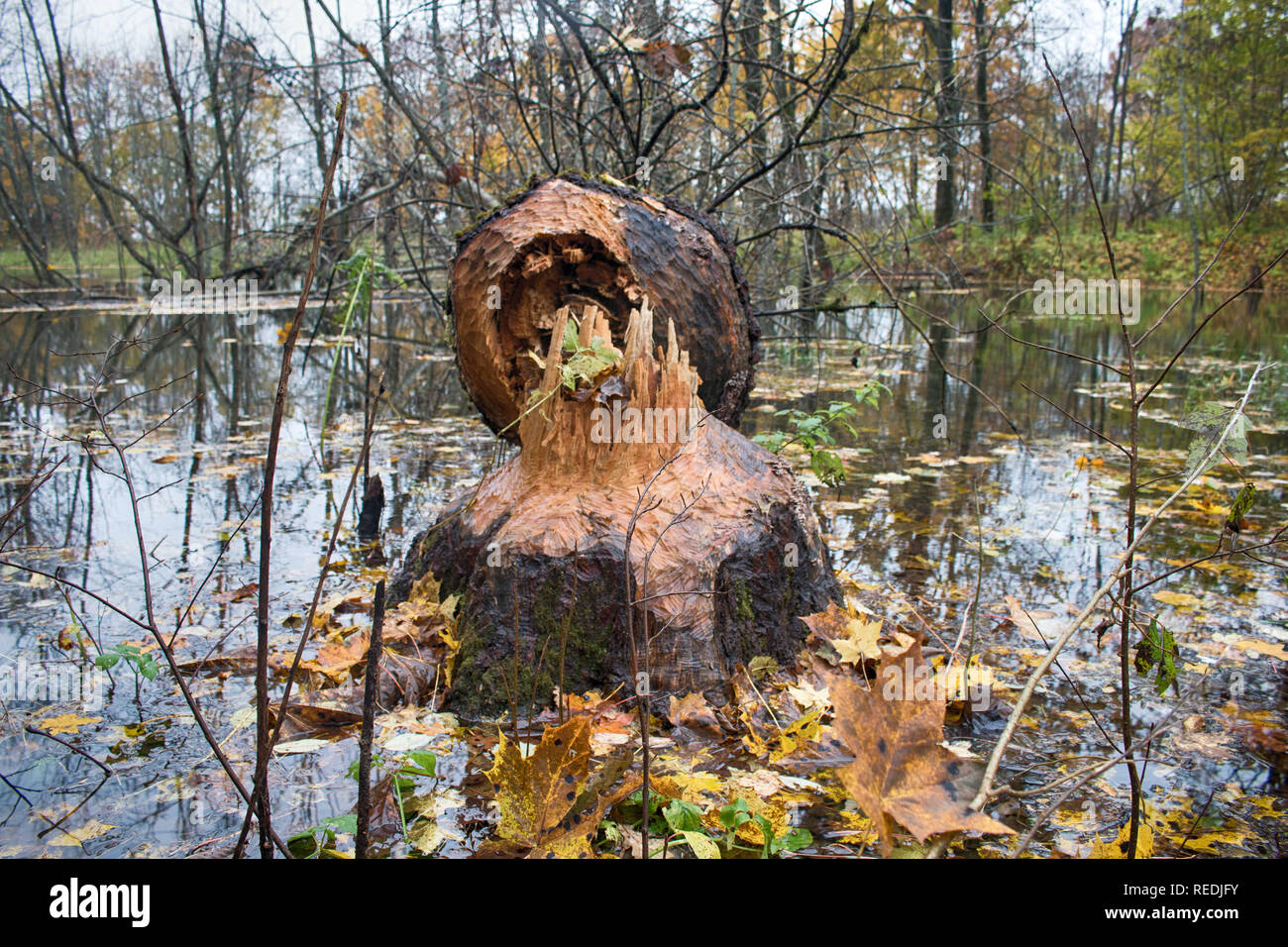 The beavers piled up a huge aspen on the banks of the natural basin. There are traces of wide teeth on the thick trunk. Animals felled trees for feedi Stock Photo