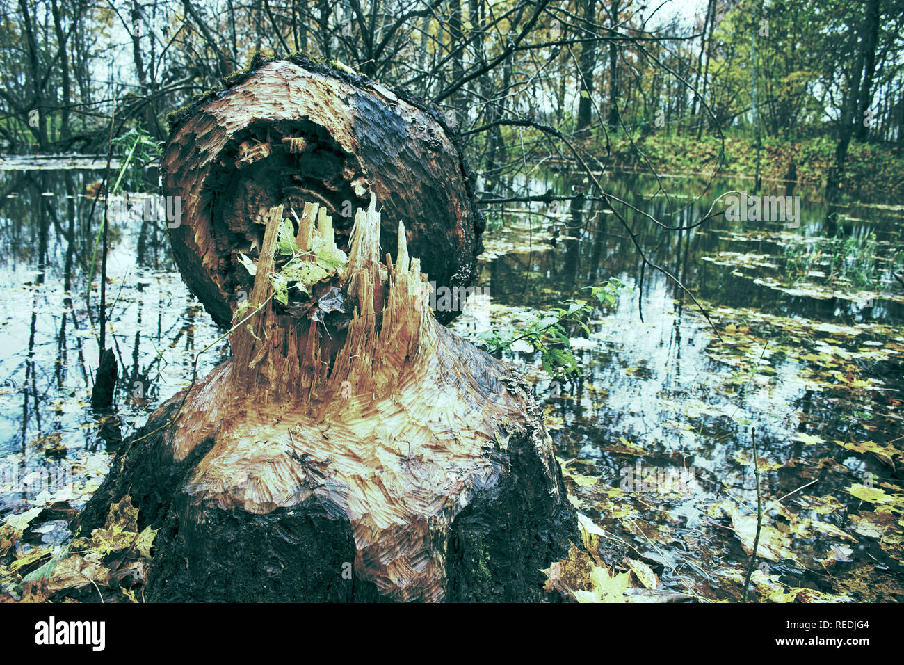 The beavers piled up a huge aspen on the banks of the natural basin. There are traces of wide teeth on the thick trunk. Animals felled trees for feedi Stock Photo