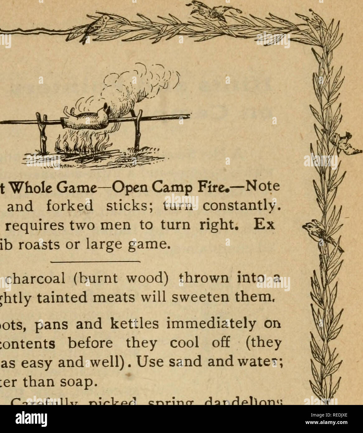 . The complete American and Canadian sportsman's encyclopedia of valuable instruction. Camping; Fishing; Hunting. I m. To Roast Whole Game—Open Camp Fire.—Note above spit and forked sticks; turn constantly. Large game requires two men to turn right. Ex cellent for rib roasts or large game. A little charcoal (burnt wood) thrown into a pot with slightly tainted meats will sweeten them. Scour pots, pans and kettles immediately on emptying contents before they cool off (they clean twice as easy and well). Use sand andwatet; It IS far better than soap. Greens,—Carefully picked spring dandellon'j ma Stock Photo