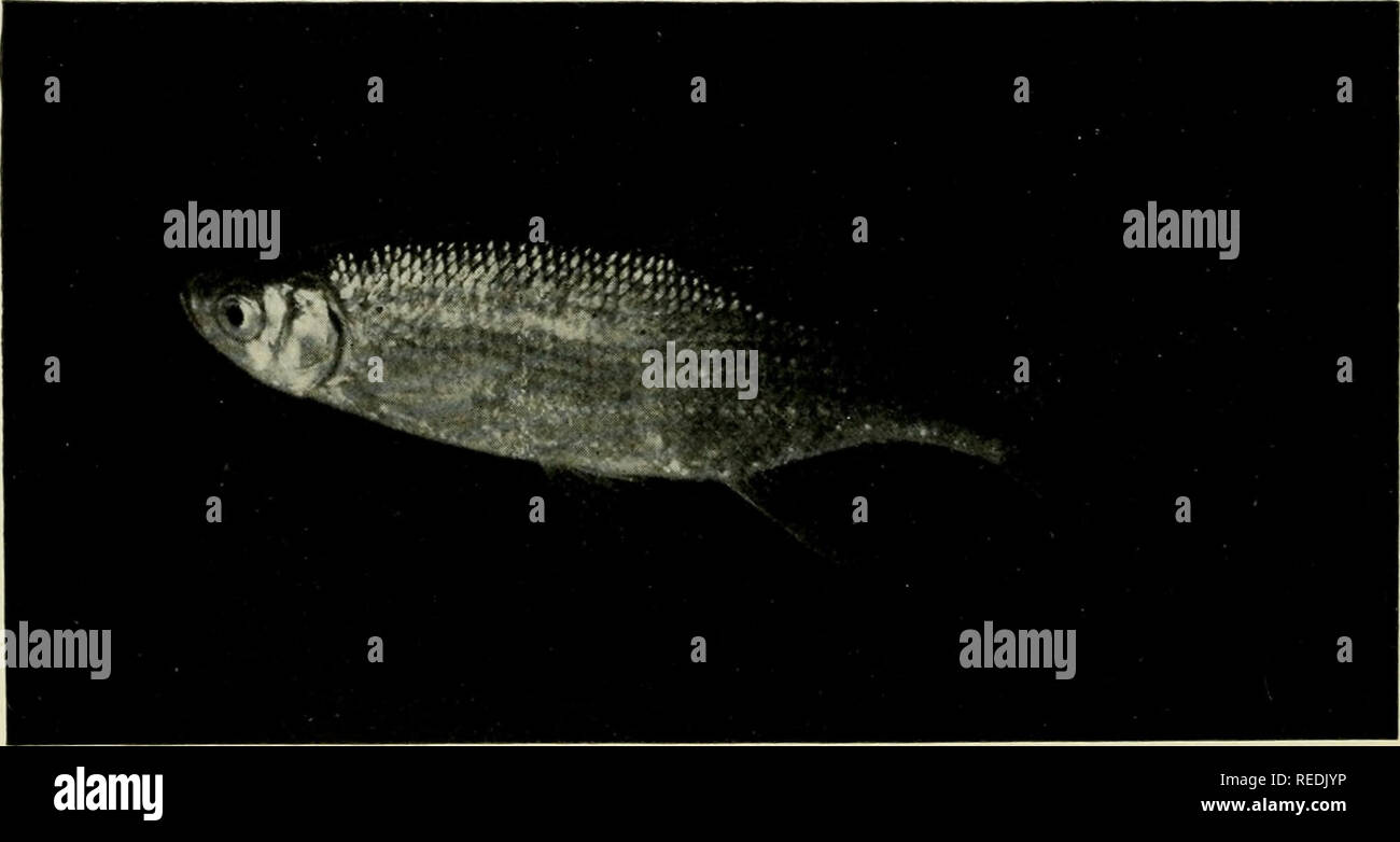 . The complete aquarium book; the care and breeding of goldfish and tropical fishes. Aquariums; Goldfish. Fig. 131. Mullet or Chub Sucker (Erimyzon sucetta) [Young]. Fig. 132. The Shlner {Abramis ctirysuleucas) {Average aquarium size] 162. Please note that these images are extracted from scanned page images that may have been digitally enhanced for readability - coloration and appearance of these illustrations may not perfectly resemble the original work.. Innes, William T. (William Thornton), 1874-1969. New York, Halcyon house Stock Photo