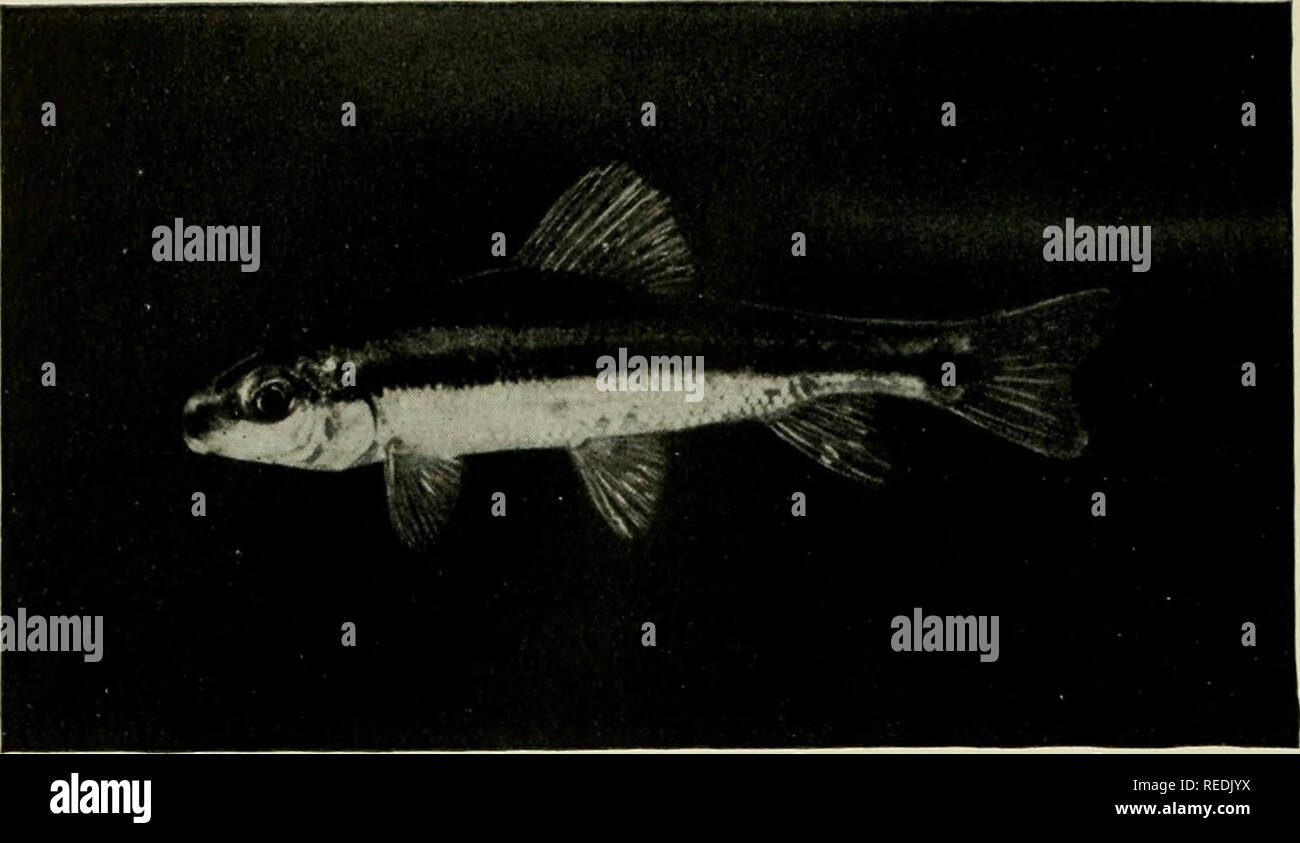 . The complete aquarium book; the care and breeding of goldfish and tropical fishes. Aquariums; Goldfish. Fig. 131. Mullet or Chub Sucker (Erimyzon sucetta) [Young]. Please note that these images are extracted from scanned page images that may have been digitally enhanced for readability - coloration and appearance of these illustrations may not perfectly resemble the original work.. Innes, William T. (William Thornton), 1874-1969. New York, Halcyon house Stock Photo