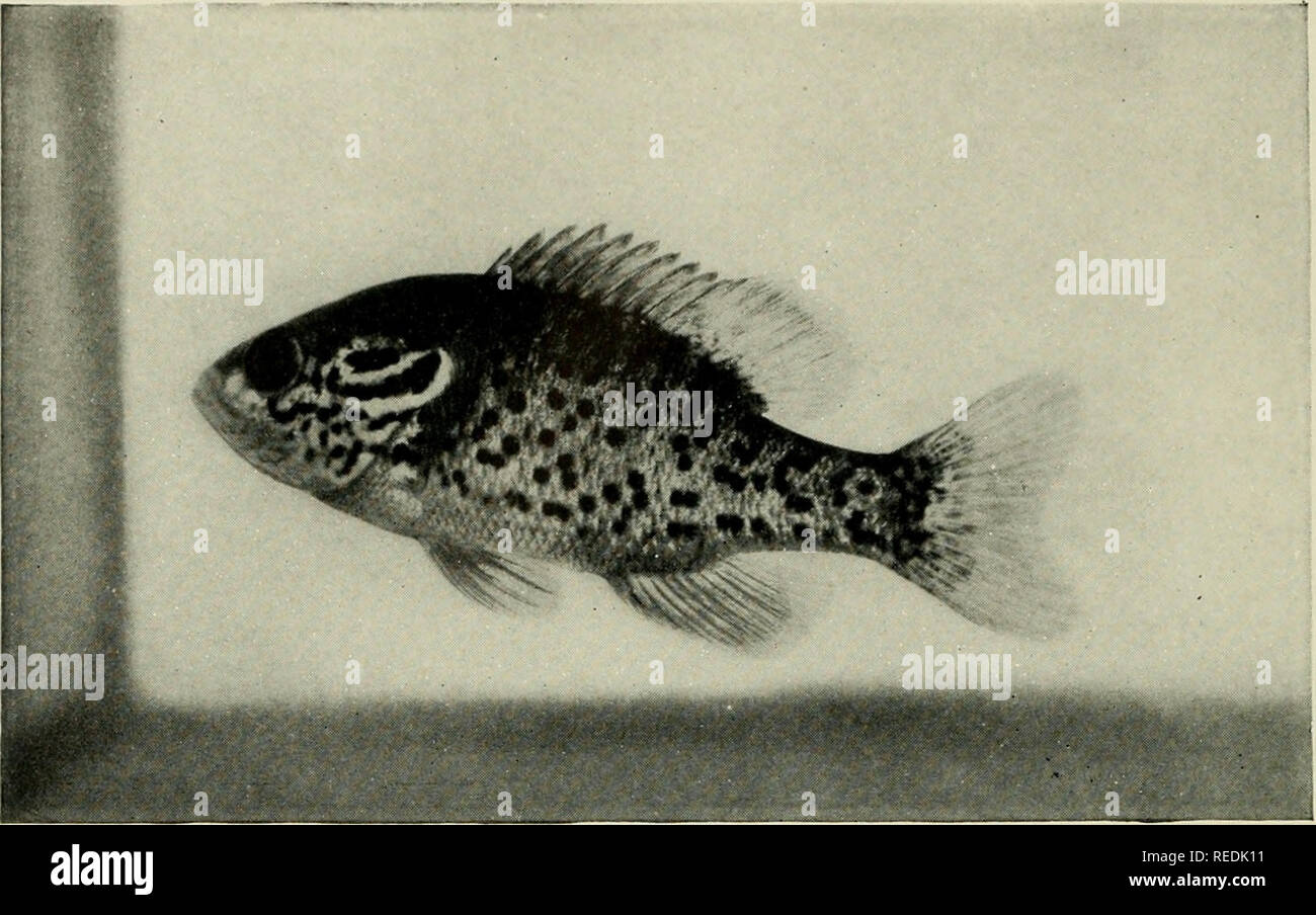 . The complete aquarium book; the care and breeding of goldfish and tropical fishes. Aquariums; Goldfish. Fig. 123. The Orange-Spotted Sunfish (Lepomis humilus) [Two-thirds size] BPÂ» â â ' â * * â K|:, ,, #Â» * Â» 'Â« F^&quot; ^^ .^ v&quot; â^, ...... j.. %* Jfc. ****** #â¢* ^*!WMJ*Â»' U * * *â '*  â¢ .* &lt;^* â¢ ** JBLfc^*.-.. *:â  &lt;#V * Â» Fig. 124. The Blue Spot Sunfish (Enneacanthus gloriosus) 158. Please note that these images are extracted from scanned page images that may have been digitally enhanced for readability - coloration and appearance of these illustrations may not perf Stock Photo
