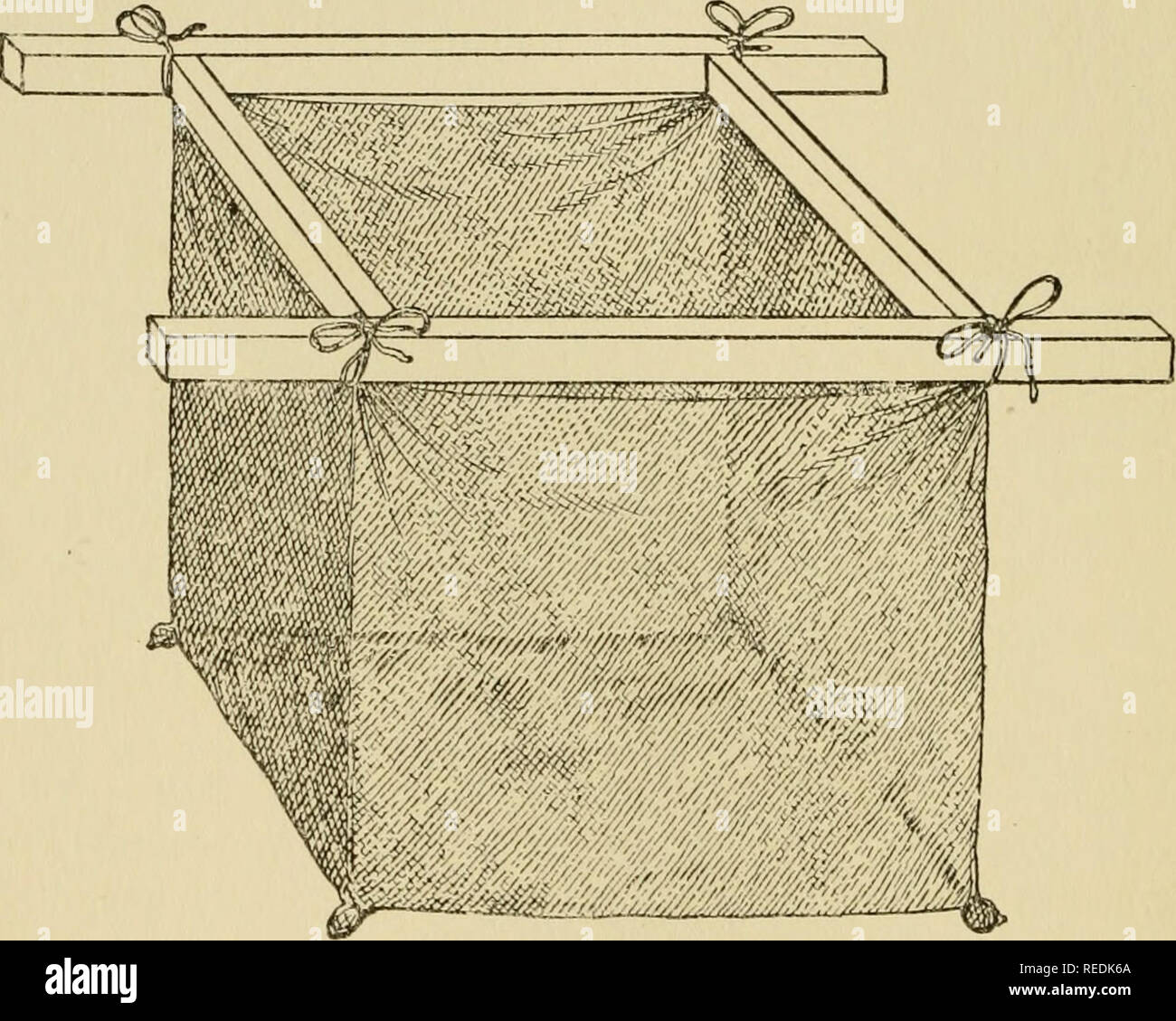 Curated visual reference: Picture Idea: Two Goldfish Net Hi Res Stock Photography And Images