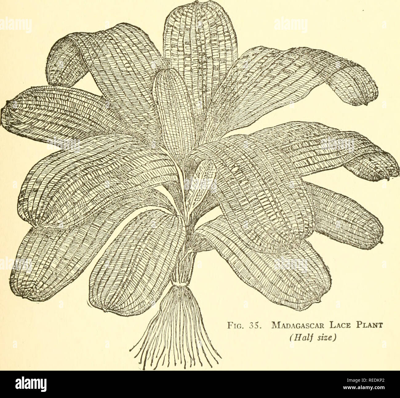 . The complete aquarium book; the care and breeding of goldfish and tropical fishes. Aquariums; Goldfish. AQUATIC PLANTS 51 HIPPURIS Formerly used as an aquarium plant, Mare's Tail has been over- looked of recent years, possibly on account of its tendency to stand above the water. Used in a suitable way, this feature could be utilized to advantage. Not commercial. MONEYWORT Lysmachia nummularia, or Moneywort, is also known as Wandering Jew, Creeping Jenny, Herb-twopence and Mouse-ear, the latter names and Moneywort no doubt being derived from the rounded shape of the leaves. It is very common  Stock Photo