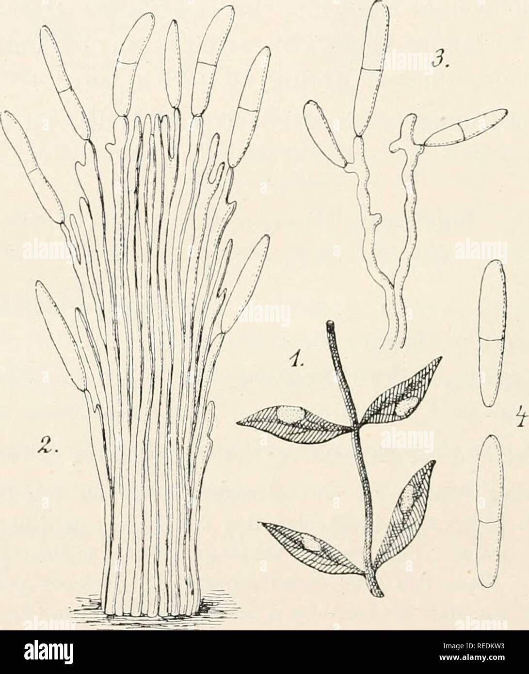 . Dr. L. Rabenhorst's Kryptogamen-Flora von Deutschland, Oesterreich und der Schweiz. Cryptogams -- Germany; Cryptogams -- Austria; Cryptogams -- Switzerland. 396 Lsariopsis filborosella Saec. Fungi ital. 'J'ab. 838 (1881); Syll. IV, 030. — De Wild, et Dur. Prodr. FI. Beltr. IL 357. — Oudemaiis Cat. Champ. Pays Bas p. 52ö. — Magu. in Pilzfi. 'J'irol p. 562. Phacellium iiihouestum Bonord. iu Rabenli. Fungi eur. ii. 288 (1860j. Exs. Rabeiihorst Fungi eur. 288, 2470, 2785; v. Thümen Myc. univ. 189; Kabät et Bubäk Fungi iinp. 246; Fuckel Fungi rhen. 171; Wien Krypt. exs. 1338. Koremien meist auf a Stock Photo