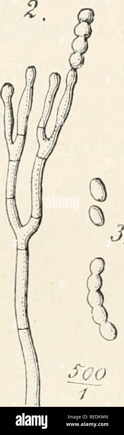 . Dr. L. Rabenhorst's Kryptogamen-Flora von Deutschland, Oesterreich und der Schweiz. Cryptogams -- Germany; Cryptogams -- Austria; Cryptogams -- Switzerland. sind; Zweige septiert, am Ende konidientragend. Koni- dien in Ketten, kuglig oder kurz ellipsoidisch, schön hell- braun, 2,5 — 3 fx im Durchm. Auf faulem Holz im humösen Boden des Waldes Spanders- woud bei Bussum in Holland (Koningj; im Mai. Stysaiins diffoniiis ( )uii. 1. Koremien, 2. Kouidienträger, 3. Konidien. (Nach Ouderaans.) 2342. S. amyli Delacr. in Bull. Soc. Myc. France XIII, 121 (1897) Tab. IX Fig. H. — Sacc. Syll. XIV. 1112.  Stock Photo