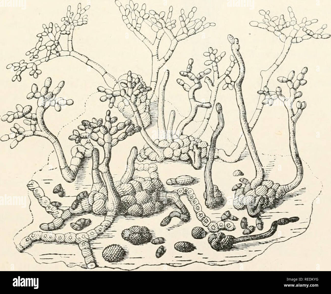 . Dr. L. Rabenhorst's Kryptogamen-Flora von Deutschland, Oesterreich und der Schweiz. Cryptogams -- Germany; Cryptogams -- Austria; Cryptogams -- Switzerland. 267 et Dur. Prodr. Fl. Bol^. II, 351. — Bcrlcse Fungi moric. 'II 11. 15 Tab. 63 Fii,^ 7 — 9. — Üudemans Cat. Champ. Pays Bas p. 522. Syn. Oladosporium fumago Link Siiec. Plant. I, 40 (1824). SyiicoUesia foliorum Agardh Syst. Alg. p. 32 (1824). Torula fumago Chevall. Flor. eiiv. Paris I, 34 (1826) Talj. 111 Fig. 4b. — Fries Syst. ill, 502 (1832). Fumago vagans var. armeuiacae Westend, in Herb, cryjit. n. 1294. Fumago foliorum Pers. a]).  Stock Photo