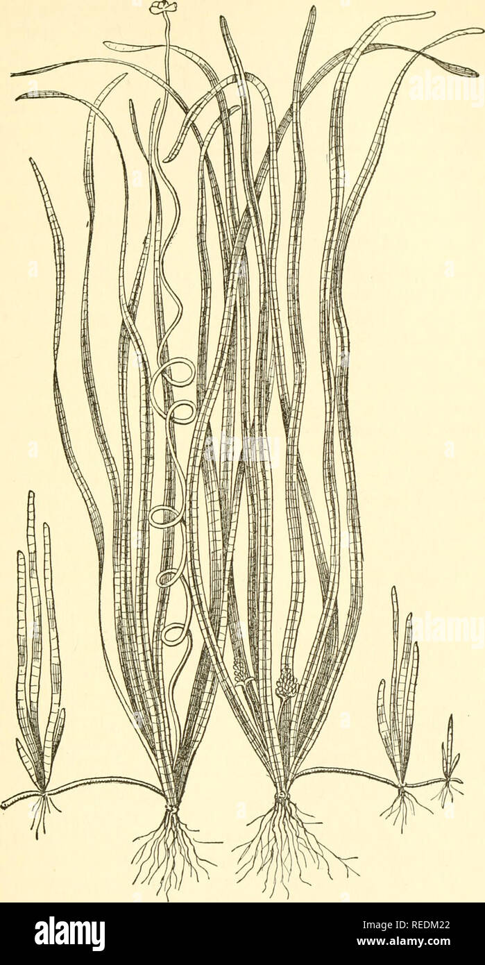 . The complete aquarium book; the care and breeding of goldfish and tropical fishes. Aquariums; Goldfish. AQUATIC PLANTS 33. Fig. 17. Vallisneria spiralis (One-third size) (Italian stock). Please note that these images are extracted from scanned page images that may have been digitally enhanced for readability - coloration and appearance of these illustrations may not perfectly resemble the original work.. Innes, William T. (William Thornton), 1874-1969. New York, Halcyon house Stock Photo