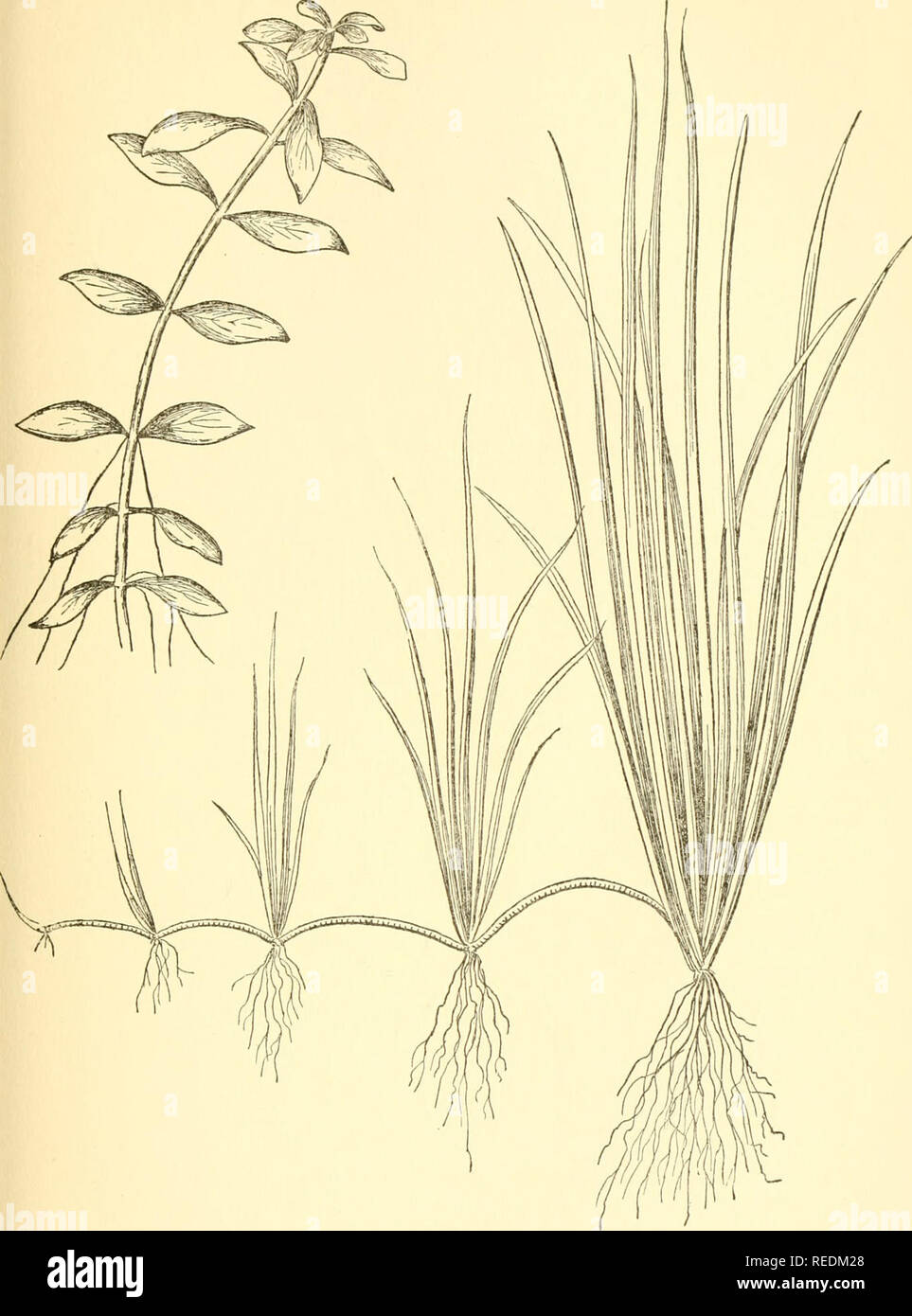 . The complete aquarium book; the care and breeding of goldfish and tropical fishes. Aquariums; Goldfish. AQUATIC PLANTS 31. Fig. IS. Ludwigia glandulosa (Natural size) Fig. 16. Sagittaria subulata (Natural size). Please note that these images are extracted from scanned page images that may have been digitally enhanced for readability - coloration and appearance of these illustrations may not perfectly resemble the original work.. Innes, William T. (William Thornton), 1874-1969. New York, Halcyon house Stock Photo