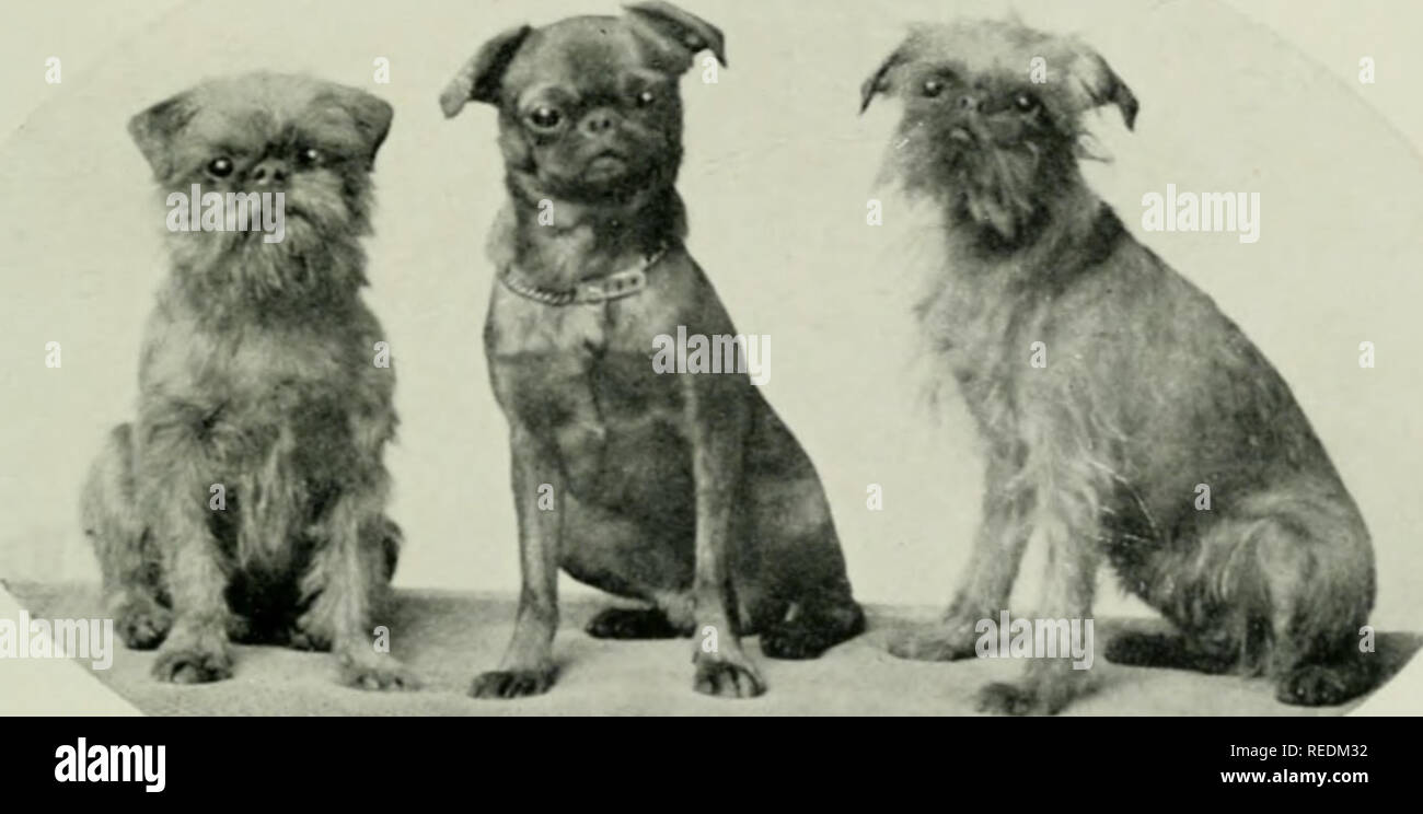 SCHNAUZER HEAD STUDIES OF TWO NAMED DOGS OLD ORIGINAL DOG PRINT FROM 1934