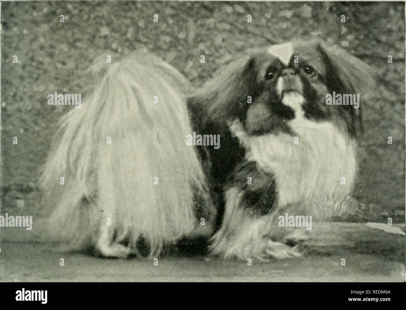 parti colored pekingese