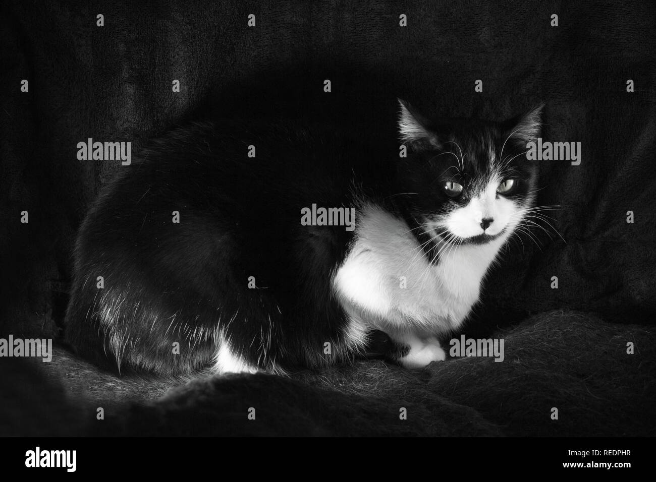 Black and white cat with feline immunodeficiency Stock Photo