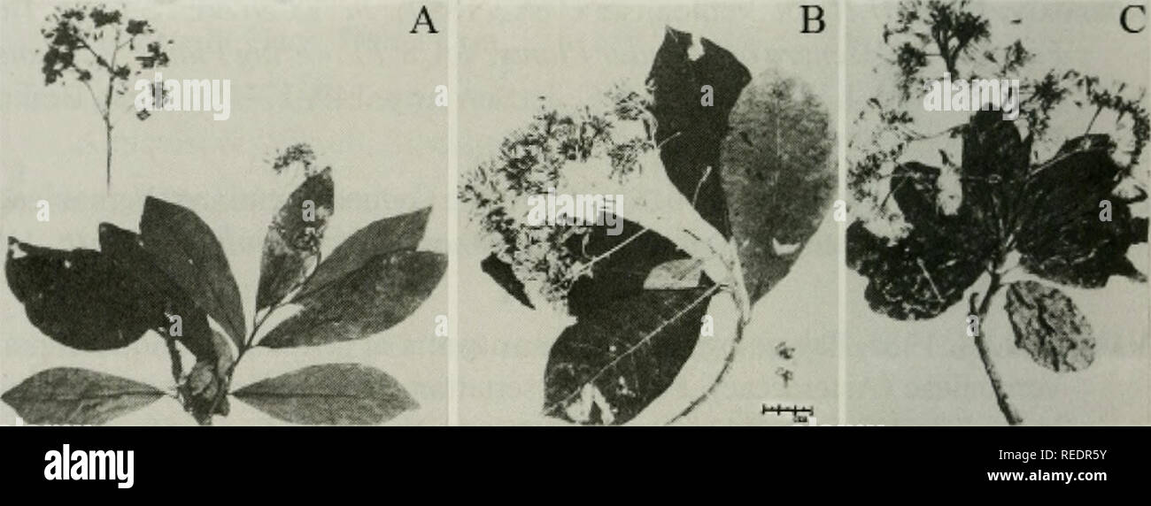 . Compositae newsletter. Compositae. 70 Comp. Newsl. 46, 2008. Fig. 1. A. Vernonia shevaroyensis (Shevaroy Hills: Yercaud, 1500 m, G. T. -1330, HIFP). B. V. monosis (Palnis: Top Station, 1900 m, Feb. 1972, F. Blasco -1150, HIFP). C. V. travancorica (Agasthiamalai, 1100 m, Feb. 1978, J.-P Pascal -688, HIFP). Note the phyllotaxy, leaf shapes and capitulum types (1 -flowered heads in A &amp; B and 6^3-flowered heads in C).. Please note that these images are extracted from scanned page images that may have been digitally enhanced for readability - coloration and appearance of these illustrations m Stock Photo