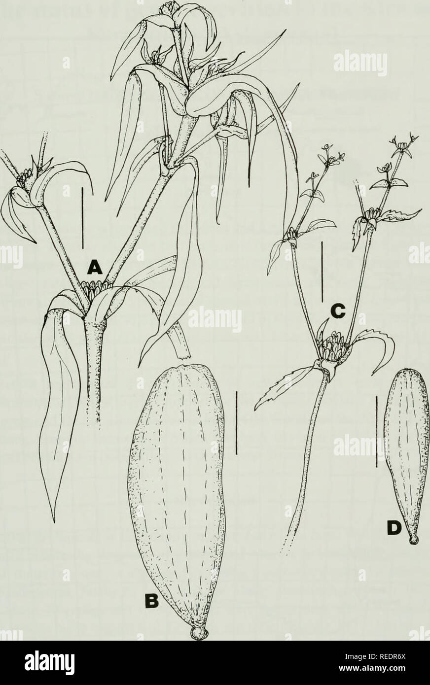 . Compositae newsletter. Compositae. Comp. Newsl. 46, 2008 25. Fig. 2. A,B Flaveria australasica subsp. gilgai (G. &amp; B. Keighery 970, PERTH). A: Flowering branch. B: Achene. C,D Flaveria australasica subsp. australasica (Trudgen 494, PERTH) C: Flowering branch. D: Achene.. Please note that these images are extracted from scanned page images that may have been digitally enhanced for readability - coloration and appearance of these illustrations may not perfectly resemble the original work.. Naturhistoriska riksmuseet (Sweden). Dept. of Phanerogamic Botany. Columbus, Ohio : Dept. of Botany,  Stock Photo
