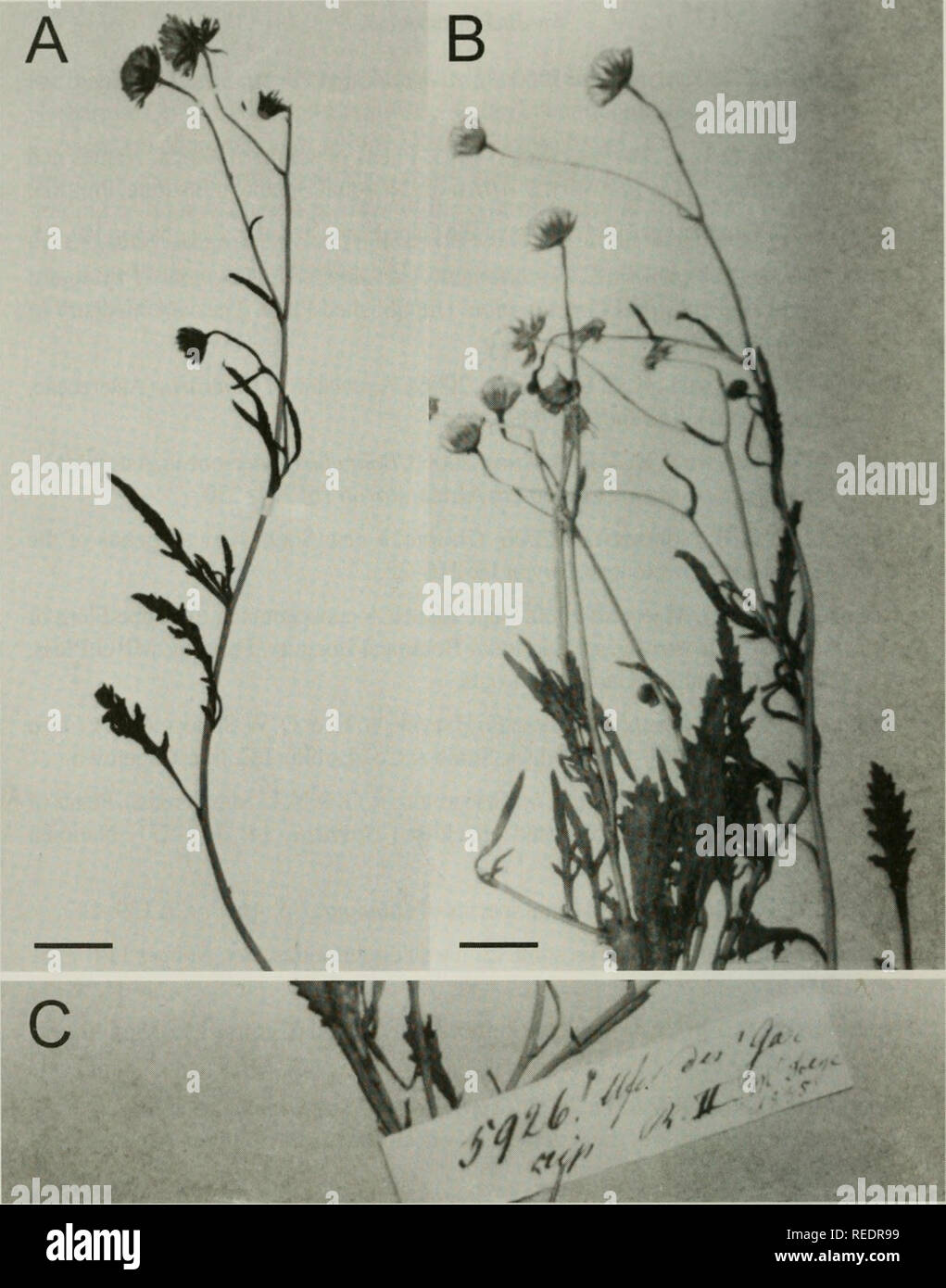 . Compositae newsletter. Compositae. Conip. Ncwsl. 45, 2007. Fig.l. Types of Cineraria microglossa DC. Drege 5926 (A) isotype P; (B, C) holotype G- DC, (B) portion of specimen, (C) detail of label. Scale bars: A. 7.5 mm; B. 9 mm.. Please note that these images are extracted from scanned page images that may have been digitally enhanced for readability - coloration and appearance of these illustrations may not perfectly resemble the original work.. Naturhistoriska riksmuseet (Sweden). Dept. of Phanerogamic Botany. Columbus, Ohio : Dept. of Botany, Ohio State University Stock Photo