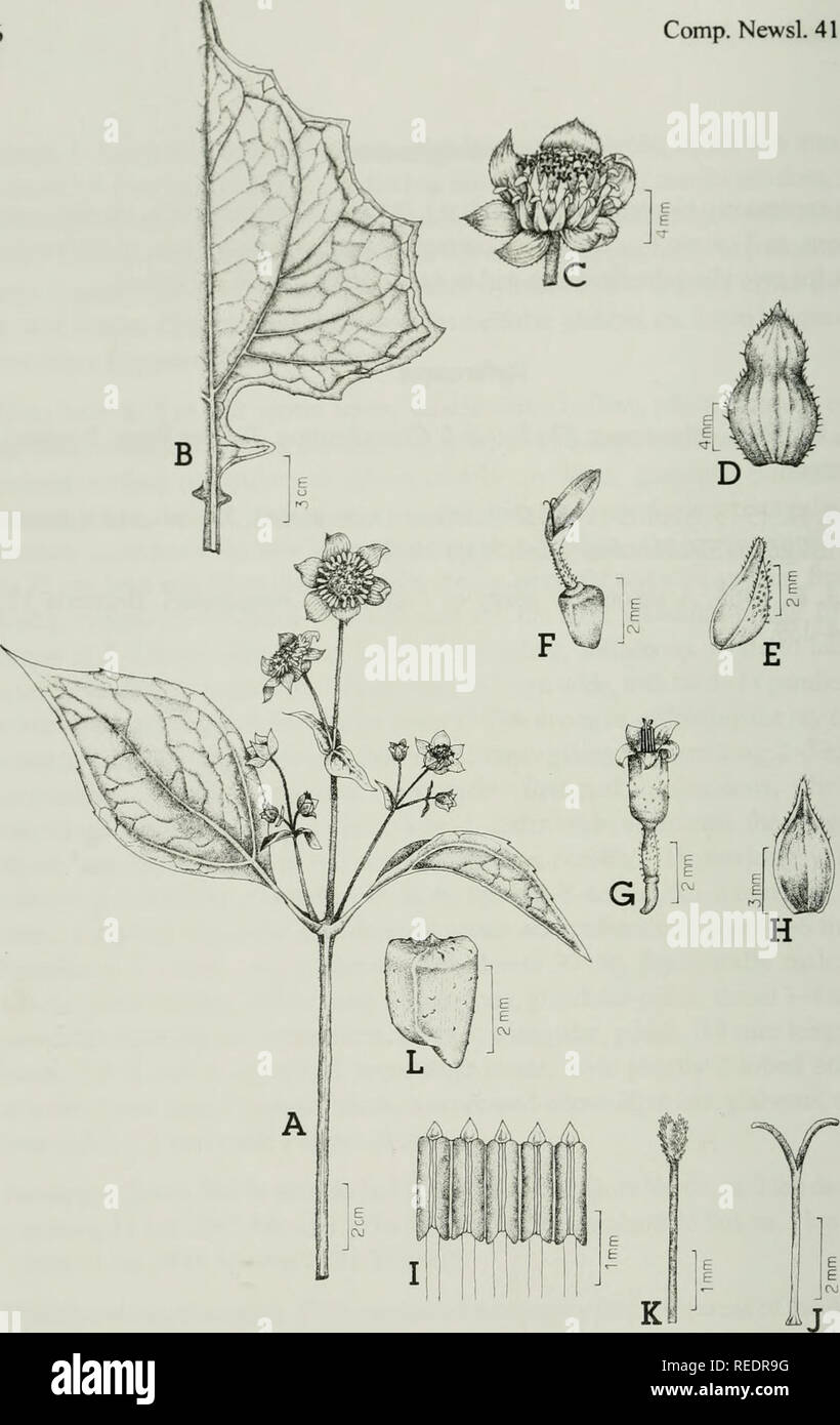 . Compositae newsletter. Compositae. Comp. Newsl. 41,2004. Fig. 1. Smallanthus riograndensis C. Mondin. A. Flowering branch. B. Lower leaf. C. Head. D. Outer involucral bract. E. Inner involucral bract. F. Ray floret. G. Disk floret. H. Palea. I. Anther cylinder (and filaments) opened longitudinally. J. Ray floret style. K. Disk floret style. L. Cypsela. (From Mondin &amp; Iob 2653).. Please note that these images are extracted from scanned page images that may have been digitally enhanced for readability - coloration and appearance of these illustrations may not perfectly resemble the origina Stock Photo