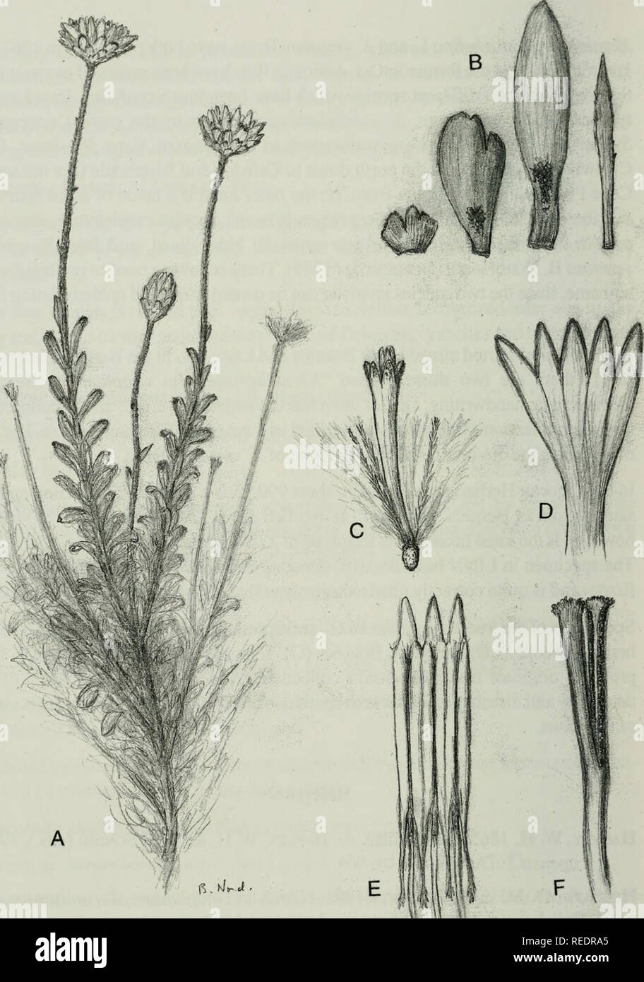 . Compositae newsletter. Compositae. 56 Comp. Newsl. 39, 2003. Fig. 1. Syncarpha aurea B. Nord. (J. Manning 2071, NBG holotype). A. Habit, xl/2. B. Outer, middle, inner and innermost involucral bracts, x3. C. Disc-floret, x3. D. Corolla of disc-floret, laid out, x6. E. Stamens, xl2. F. Style branches, xl2. Del. auctor.. Please note that these images are extracted from scanned page images that may have been digitally enhanced for readability - coloration and appearance of these illustrations may not perfectly resemble the original work.. Naturhistoriska riksmuseet (Sweden). Dept. of Phanerogami Stock Photo