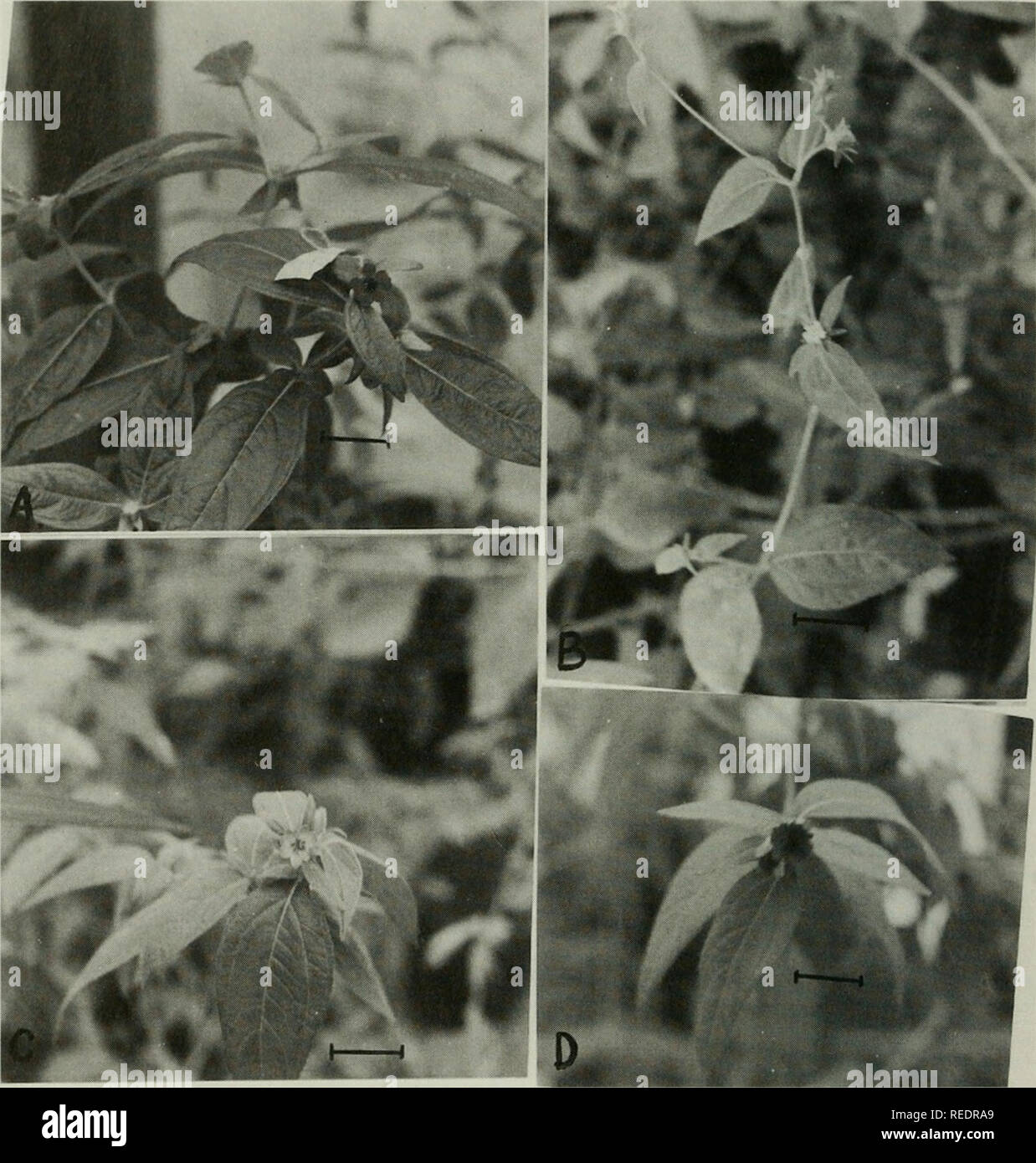 . Compositae newsletter. Compositae. 40 Comp. Newsl. 39, 2003. Plate 1. Photographs of the parent plants, the Fl hybrid and the backcross A. Aspilia kotschyi (kl) B. Aspilia helianthoides (hi) C. A. kotschyi x A. helianthoides (kl x hi) Fl D. Backcross with/4. Ao/5c/zy/ (kl x hi) x kl Scale line represents 3 0 cm. Please note that these images are extracted from scanned page images that may have been digitally enhanced for readability - coloration and appearance of these illustrations may not perfectly resemble the original work.. Naturhistoriska riksmuseet (Sweden). Dept. of Phanerogamic Bota Stock Photo