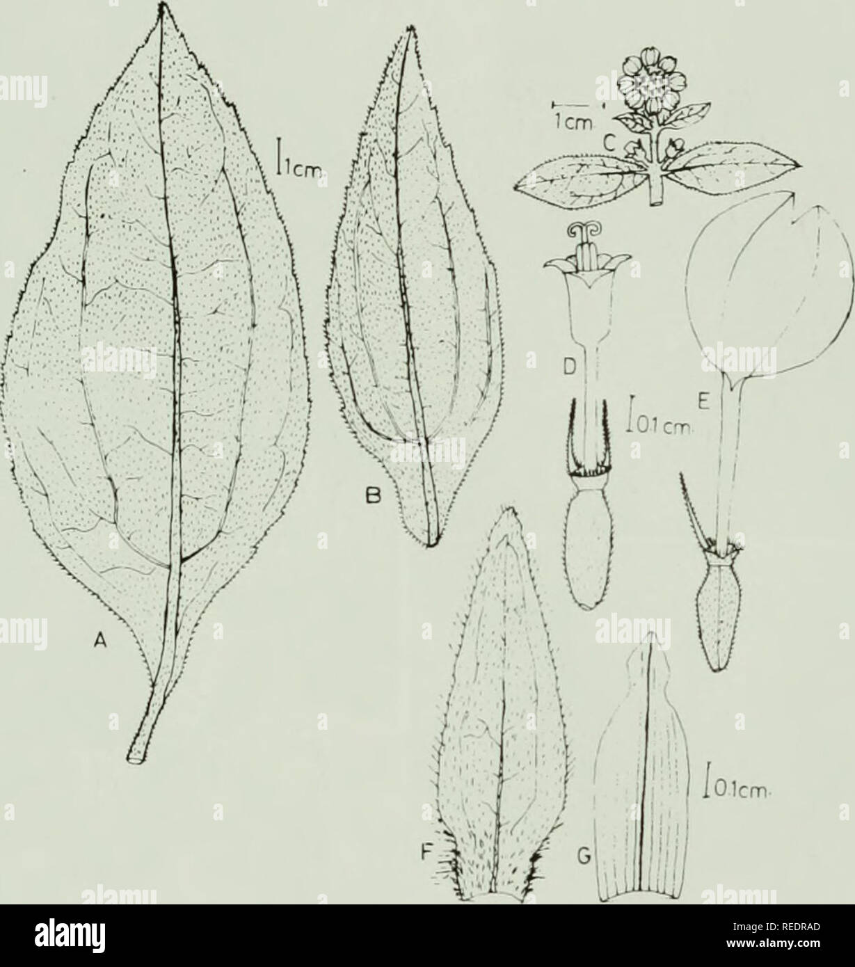 . Compositae newsletter. Compositae. Comp. Newsl. 39, 2003 39. Fig. 4. Diagrams of some morphological features of A. kotschyi x A. helianthoides hybrids (kl x hi) Fl, F2 and Bl A. Leaf (F2) B. Leaf (Bl) C. Inflorescence D. Disk floret E. Ray floret F. Outer bract G. Palea. Please note that these images are extracted from scanned page images that may have been digitally enhanced for readability - coloration and appearance of these illustrations may not perfectly resemble the original work.. Naturhistoriska riksmuseet (Sweden). Dept. of Phanerogamic Botany. Columbus, Ohio : Dept. of Botany, Ohio Stock Photo