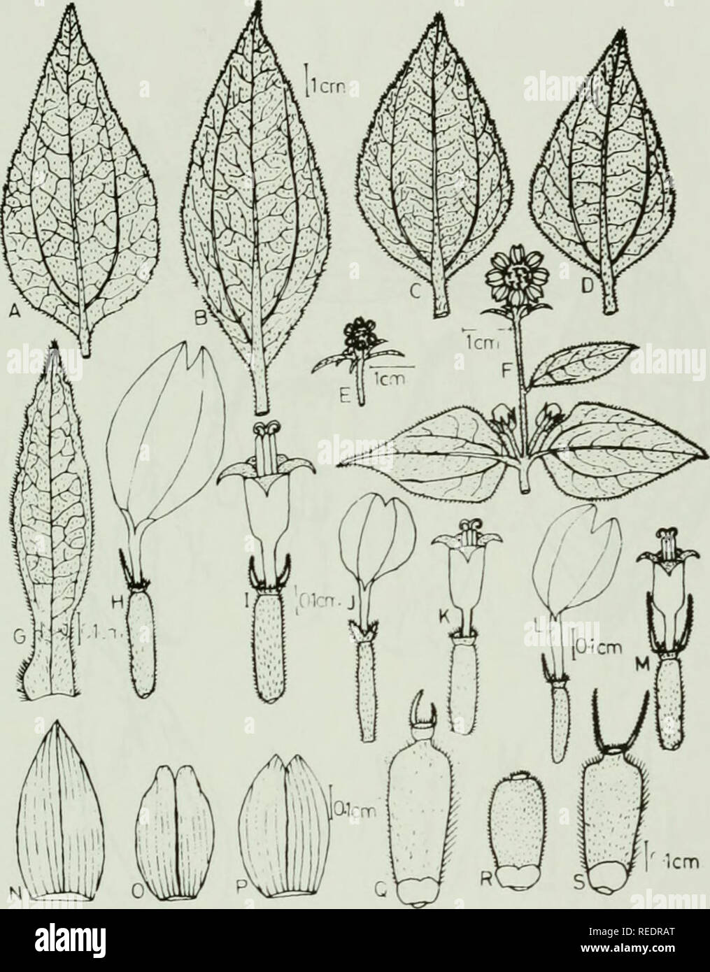 . Compositae newsletter. Compositae. Comp. Newsl. 39, 2003 37. Fig. 2. Diagrams of some morphological features of some accessions of Aspilia helianthoides studied A. Leaf (hi) K. Disk floret (h3) B. Leaf (h8) L. Ray floret (h8) C. Leaf (h3) M. Disk floret (h8) D. Leaf (h6) N. Palea (hi) E. Inflorescence (h3) 0. Palea (h3) F. Inflorescence (hi) R Palea (hS) G. Outer bract Q- Achene (hi) H. Ray floret (hi) R. Achene (h3) I. Disk floret (hi) s. Achene (h8) J. Ray floret (h3). Please note that these images are extracted from scanned page images that may have been digitally enhanced for readability Stock Photo