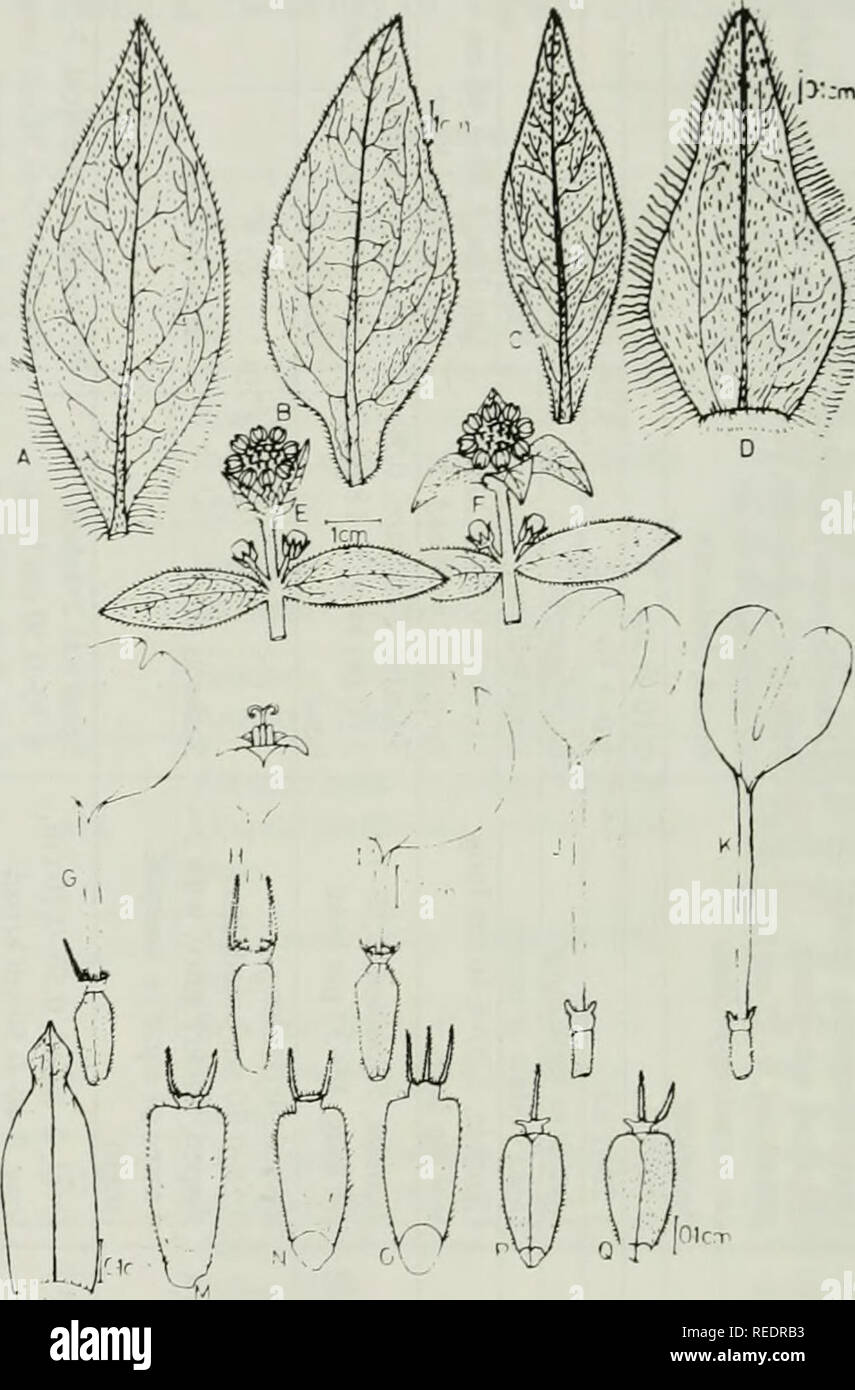. Compositae newsletter. Compositae. 36 Comp. Newsl. 39, 2003. Fig. 1. Diagrams of some morphological features of some accessions of Aspilia kotschyi studied A. Leaf (kl) B. Leaf (k2) C. Leaf (k4) D. Outer bract E. Inflorescence (kl) F. Inflorescence (k4) G. Ray floret (kl) H. Disk floret (kl) I. Ray floret (k2) J-K. Ray floret (k4) L. Palea M. Achene (kl) N-0. Achenes (k4) P-Q. Ray achenes (k4). Please note that these images are extracted from scanned page images that may have been digitally enhanced for readability - coloration and appearance of these illustrations may not perfectly resemble Stock Photo