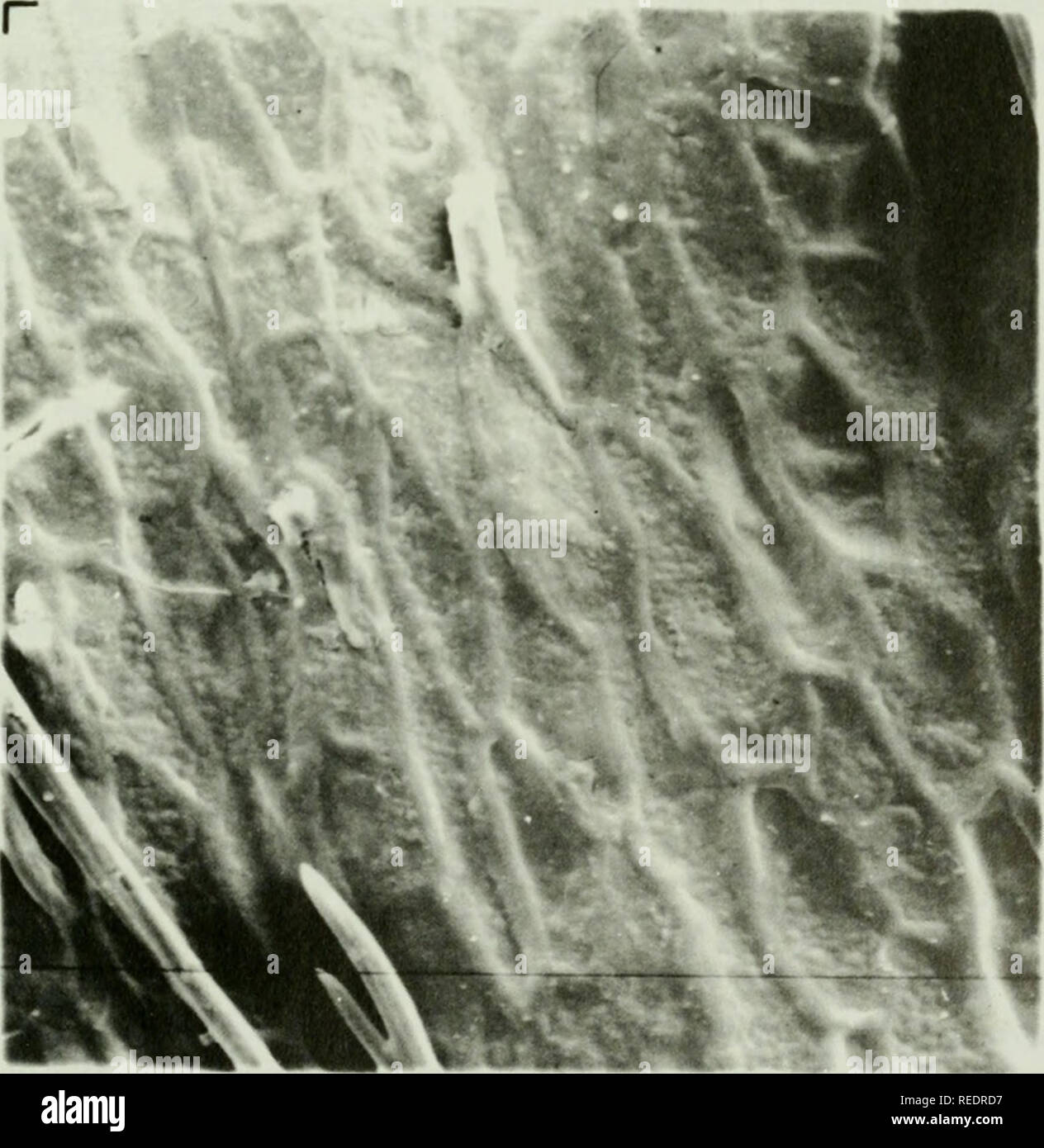 . Compositae newsletter. Compositae. Comp. Newsl. 33, 1999 71. Fig. 3. Structure of achene surface of Atractylodes ovata (SEM micrograph) x 1000.. Please note that these images are extracted from scanned page images that may have been digitally enhanced for readability - coloration and appearance of these illustrations may not perfectly resemble the original work.. Naturhistoriska riksmuseet (Sweden). Dept. of Phanerogamic Botany. Columbus, Ohio : Dept. of Botany, Ohio State University Stock Photo
