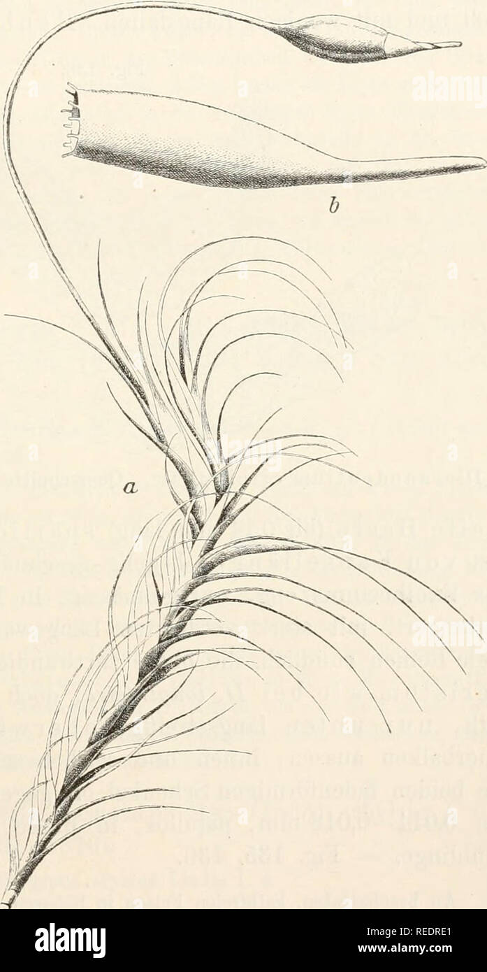 . Dr. L. Rabenhorst's Kryptogamen-Flora von Deutschland, Oesterreich und der Schweiz. Cryptogams -- Germany; Cryptogams -- Austria; Cryptogams -- Switzerland. 409 Dicranodontium longirostre var. circin. Milde, Bot. Zeit. 1870, p. 414. Dicranum coinptiim Schimp. Syn. 2. ed. p. 97 (1876). Campylopus uncinatus Kindb. Laubm. Schwed. &amp; Norw. p. 88 (1883). Sammlungen: Limpricht, Bryoth. sil. No. 30.5. Zweiliäusig-; 3 Pflanze unbekannt. Tracht und Grösse von Dicranum longifolnmt var. y. Rasen locker, bis 10 cm hoch, dunkelgrün, nicht gLän- zend, aus dem Stengel und unterseits der Blatt- basis spä Stock Photo