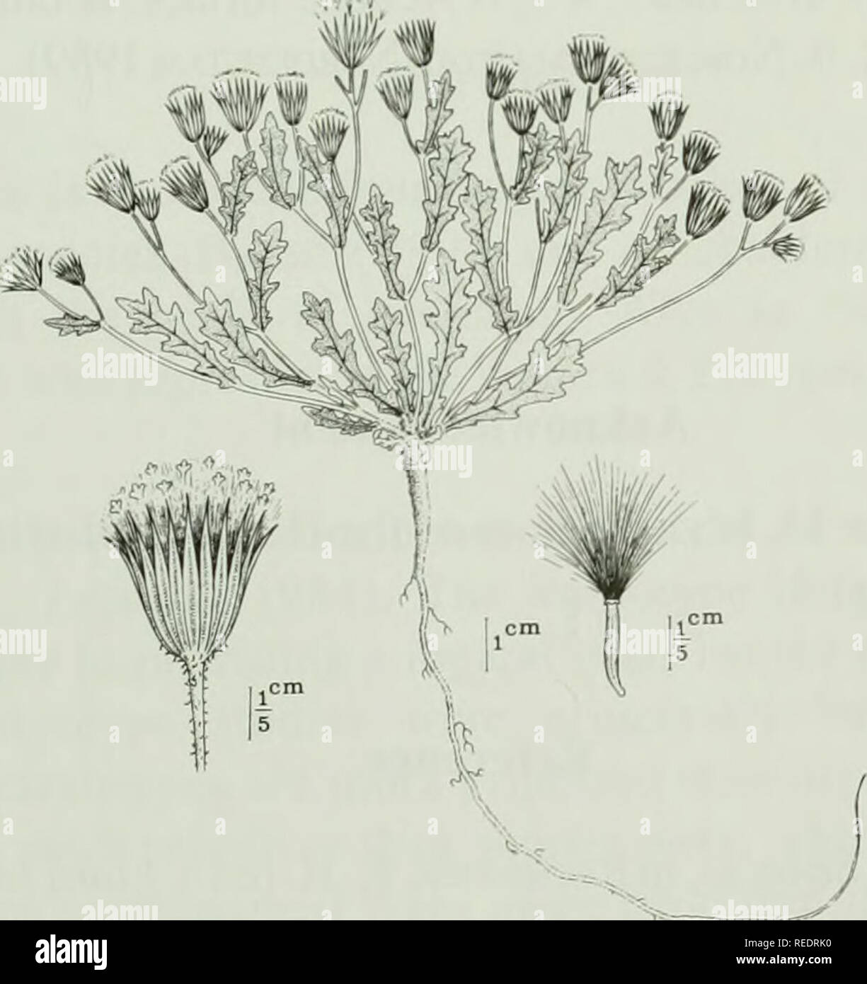 . Compositae newsletter. Compositae. Fig. 2. Senecio kotschyanus in the field. Photo M. Moussavi.. Fig. 3. Senecio kotschyanus, drawn from the new collection (Moussavi &amp;TEHRAN115585, IRAN). The pubescence on involucre and achene is not shown. Del. M. Mehranfard.. Please note that these images are extracted from scanned page images that may have been digitally enhanced for readability - coloration and appearance of these illustrations may not perfectly resemble the original work.. Naturhistoriska riksmuseet (Sweden). Dept. of Phanerogamic Botany. Columbus, Ohio : Dept. of Botany, Ohio State Stock Photo
