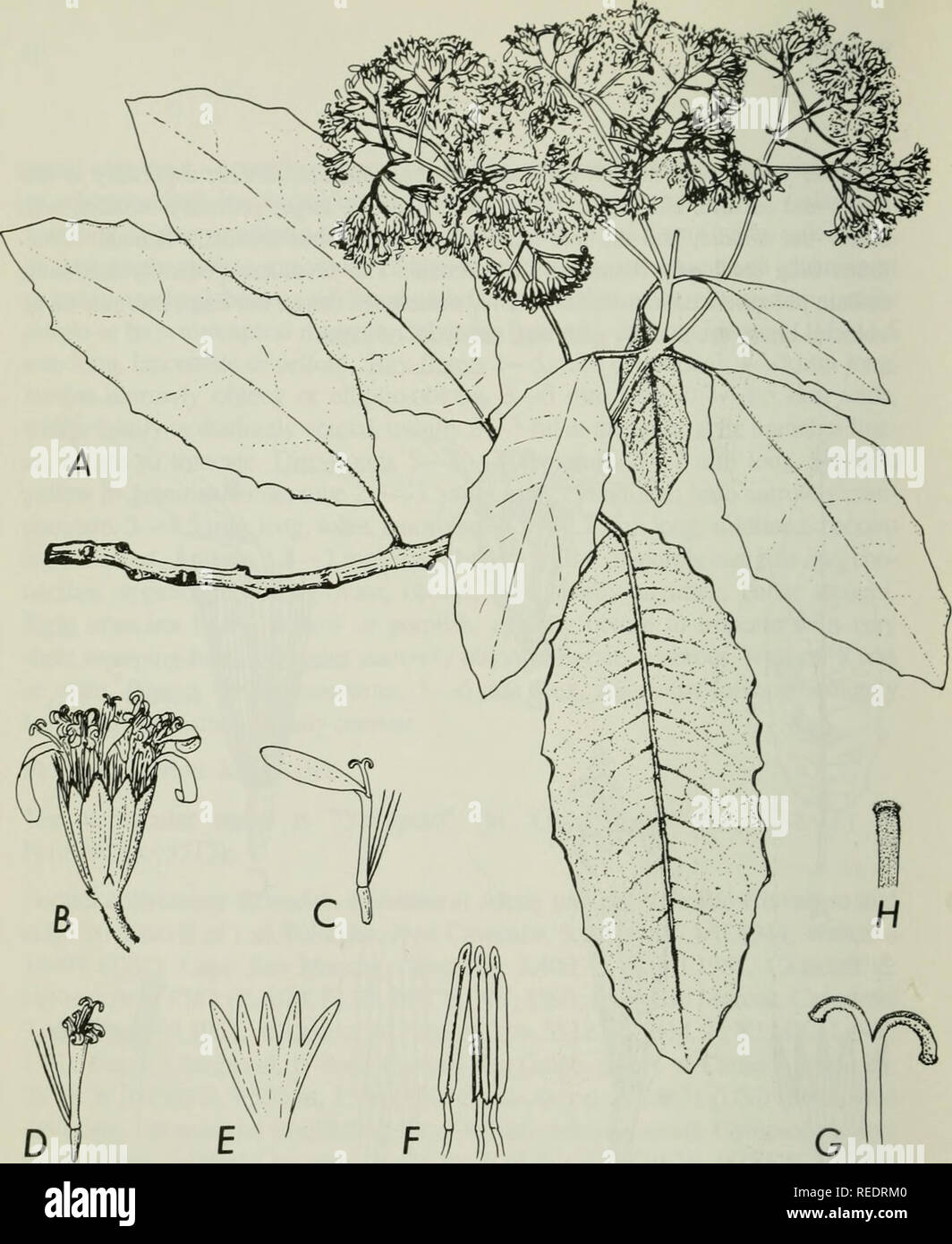 . Compositae newsletter. Compositae. Fig. 5. Aequatorium repandifonne B. Nord., fonn witli glabrous involucres. - A: Portion of plant, x Vz. - B: Capituluni, x 3. - C: Ray-tlorel, x 3. - D: Disc-floret, X 3. - E: Corolla of disc-floret, laid out, x 6. - F: Stamens, x 12.5. - G: Style branches (disc-floret), x 12.5. - H: Style branch (disc-floret), inside, x 12.5. - Maguire &amp; Maguire 44246 (K).. Please note that these images are extracted from scanned page images that may have been digitally enhanced for readability - coloration and appearance of these illustrations may not perfectly resemb Stock Photo