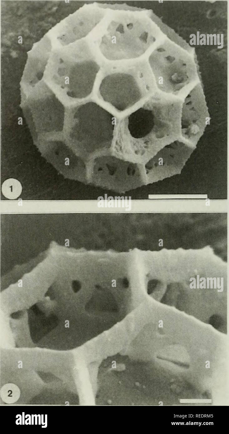 . Compositae newsletter. Compositae. 76 Comp. Newsl. 36, 2001.  *• * Figs. 1-3. Vernonia rojasii. 1-2. Pollen grain. 1. view showing pore. Scale=10|am. 2. details of the muri. Scale=2|im. 3. Somatic chromosomes, 2n=:36. Scale=5|jm.. Please note that these images are extracted from scanned page images that may have been digitally enhanced for readability - coloration and appearance of these illustrations may not perfectly resemble the original work.. Naturhistoriska riksmuseet (Sweden). Dept. of Phanerogamic Botany. Columbus, Ohio : Dept. of Botany, Ohio State University Stock Photo