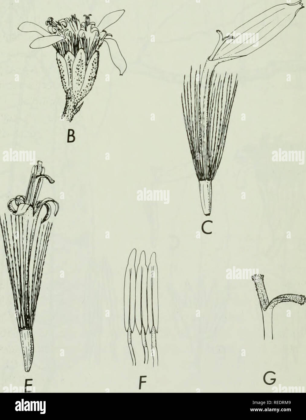 . Compositae newsletter. Compositae. Fig. 4. Aequatorium repandiforme B. Nord. - A: Leaf, lower side, x Vi. - B: Ca- pitulum, X 3. - C: Ray-floret, x 6. - D: Disc-floret, x 6. - E: Corolla of disc-floret, laid out, x 6. - F: Stamens, x 12.5. - G: Style branches (disc-floret), x 12.5. - Camp E-4976 (S).. Please note that these images are extracted from scanned page images that may have been digitally enhanced for readability - coloration and appearance of these illustrations may not perfectly resemble the original work.. Naturhistoriska riksmuseet (Sweden). Dept. of Phanerogamic Botany. Columbu Stock Photo